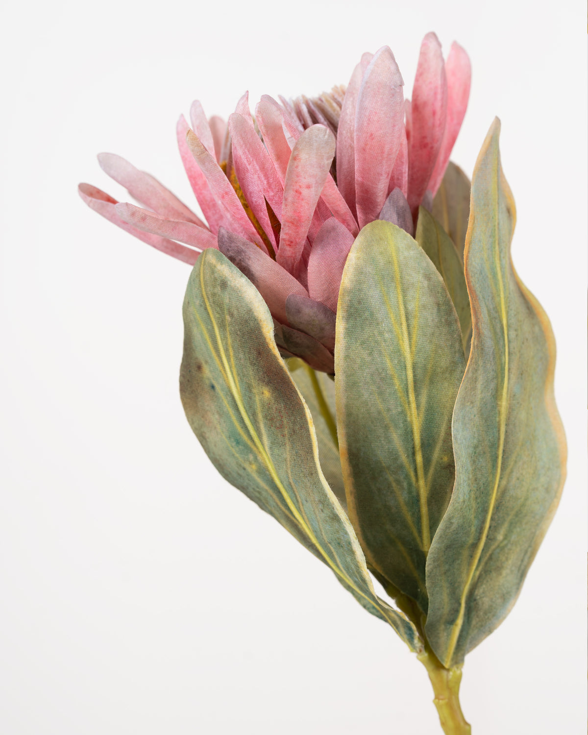 Cape Protea Spray | Pink