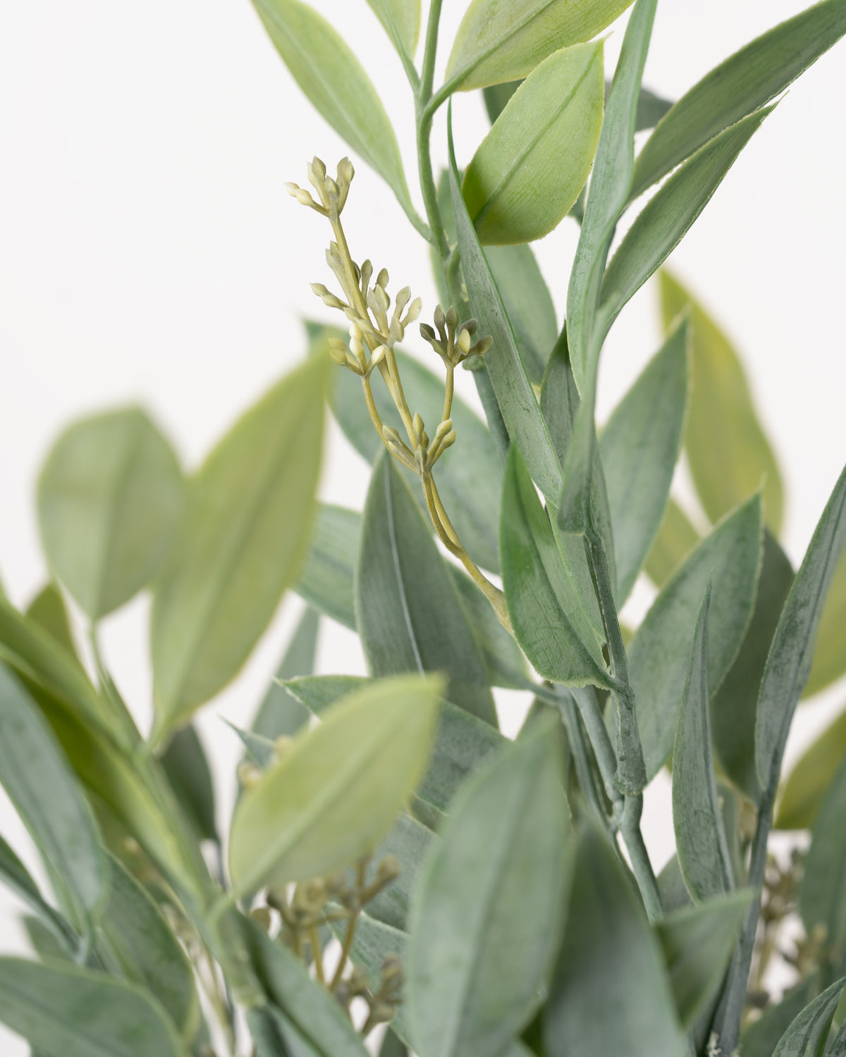 Ruscus Leaf Spray
