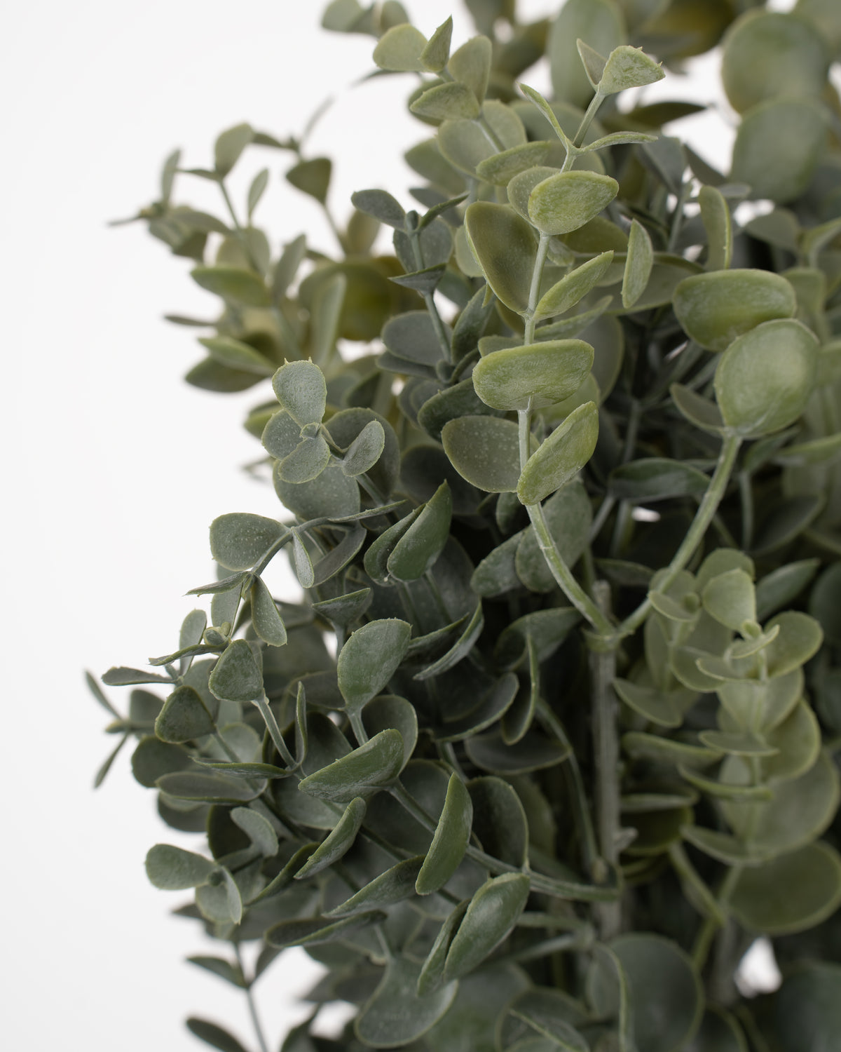 Silverleaf Eucalyptus Bush