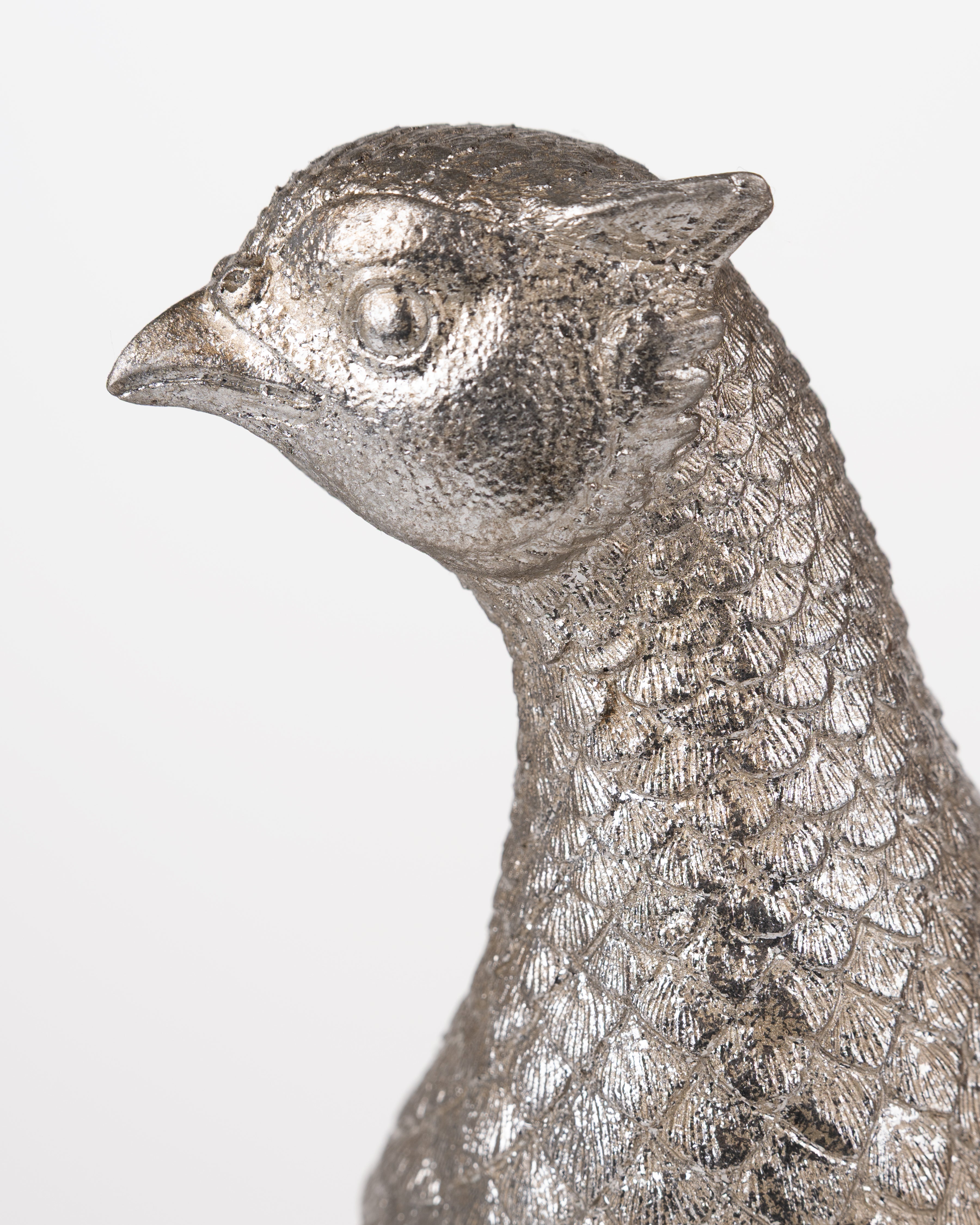 Silver Feather Pheasant
