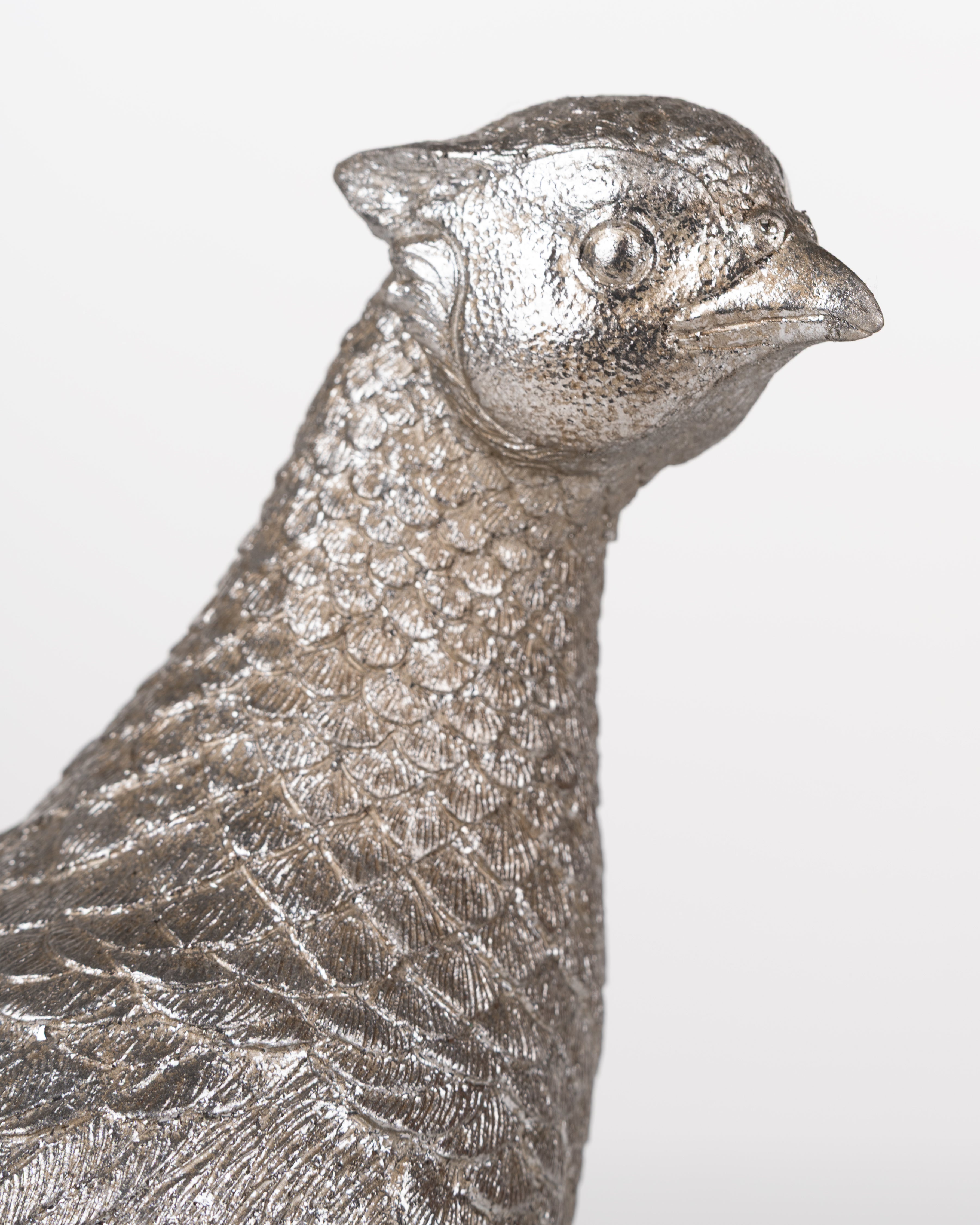 Silver Feather Pheasant