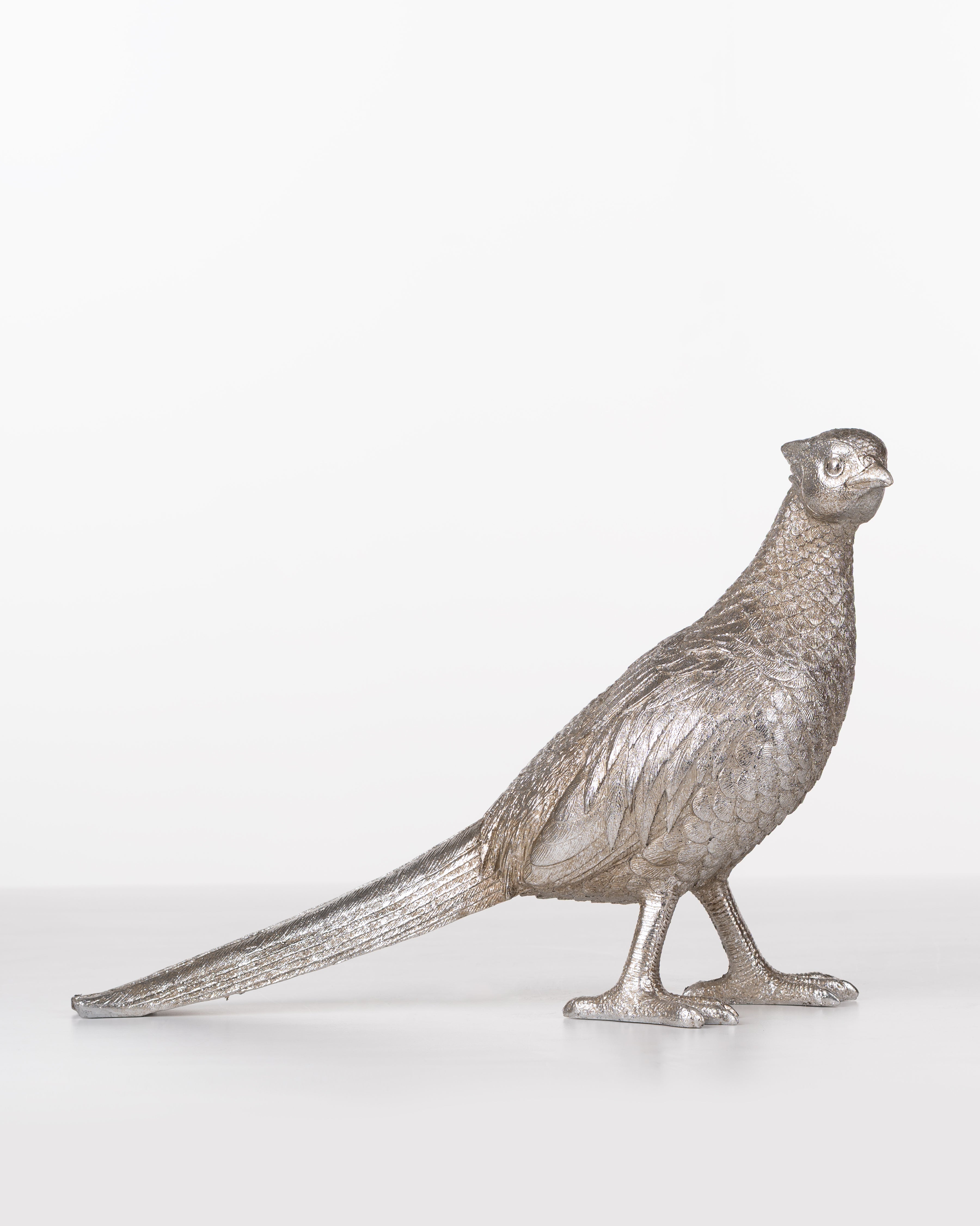 Silver Feather Pheasant