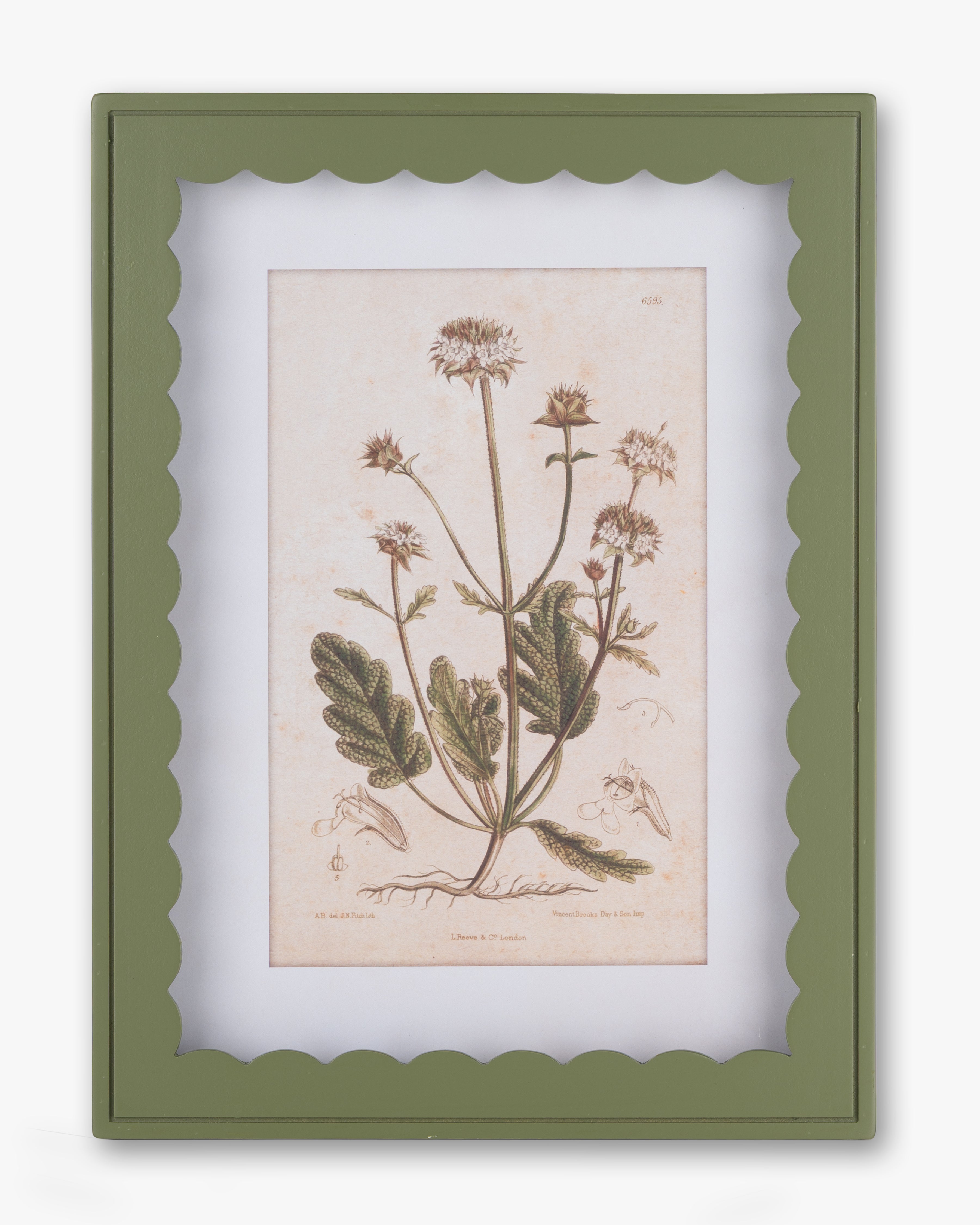 Scalloped Botanical Wall Art