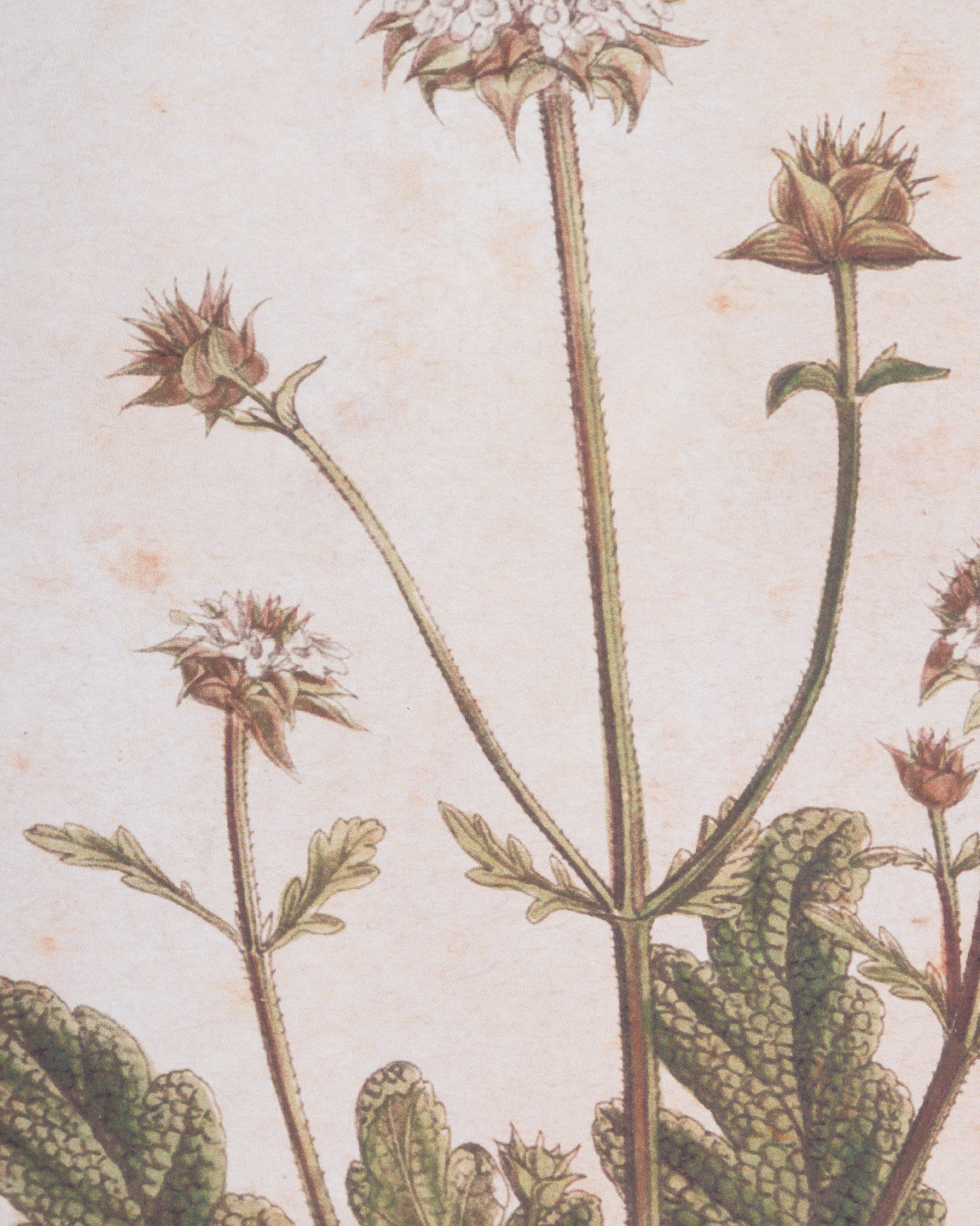 Scalloped Botanical Wall Art