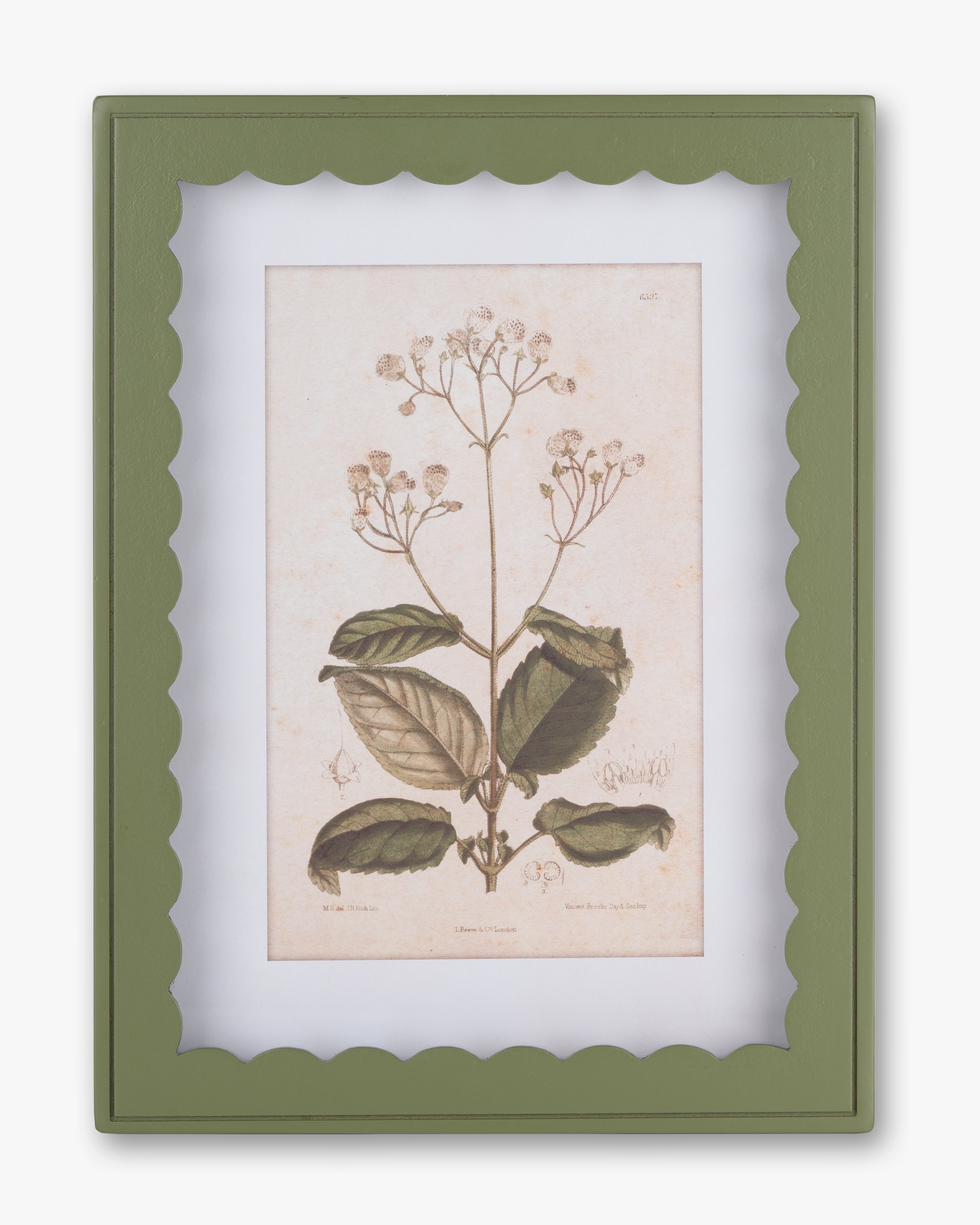 Scalloped Botanical Wall Art