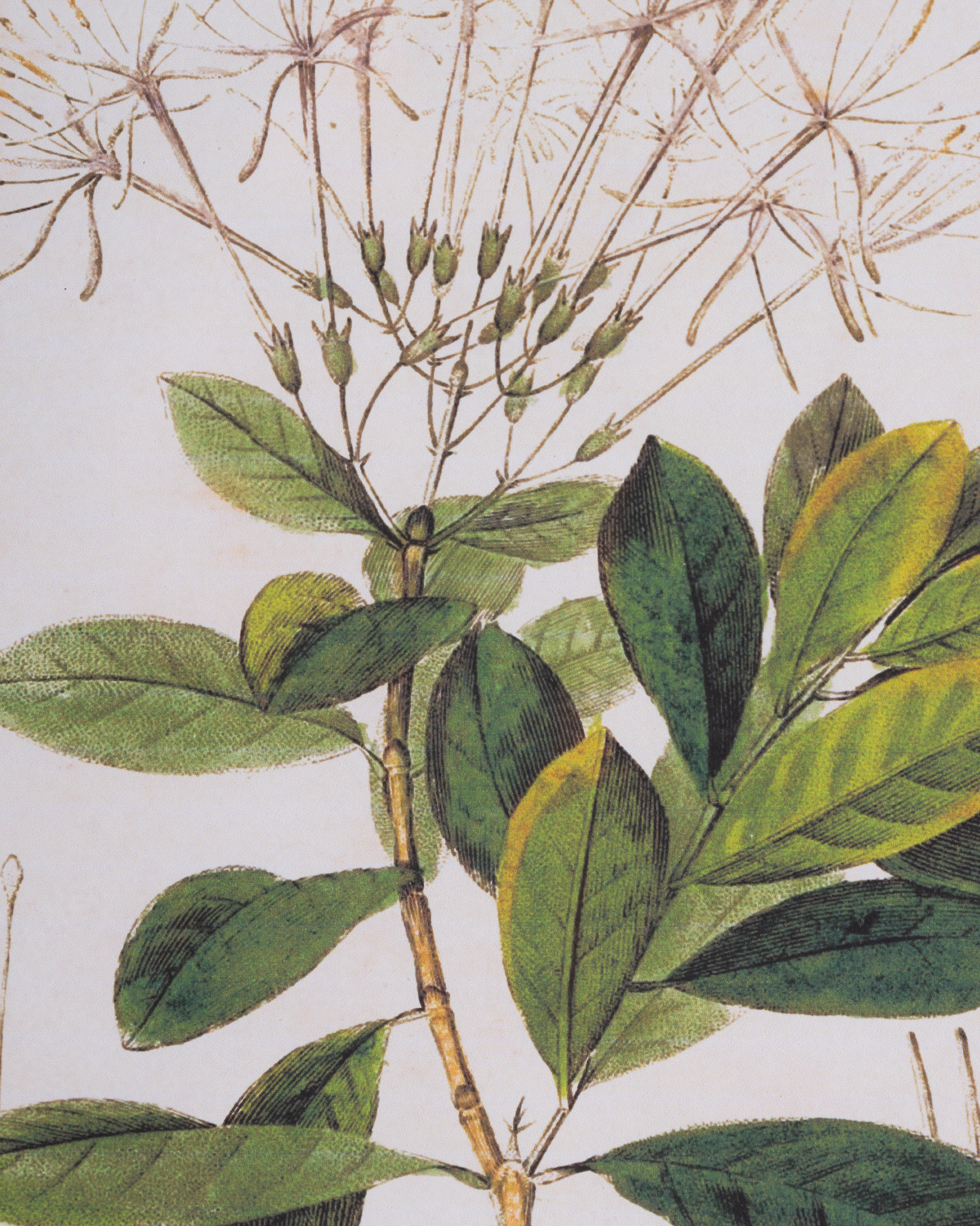 Stripe Botanical Wall Art