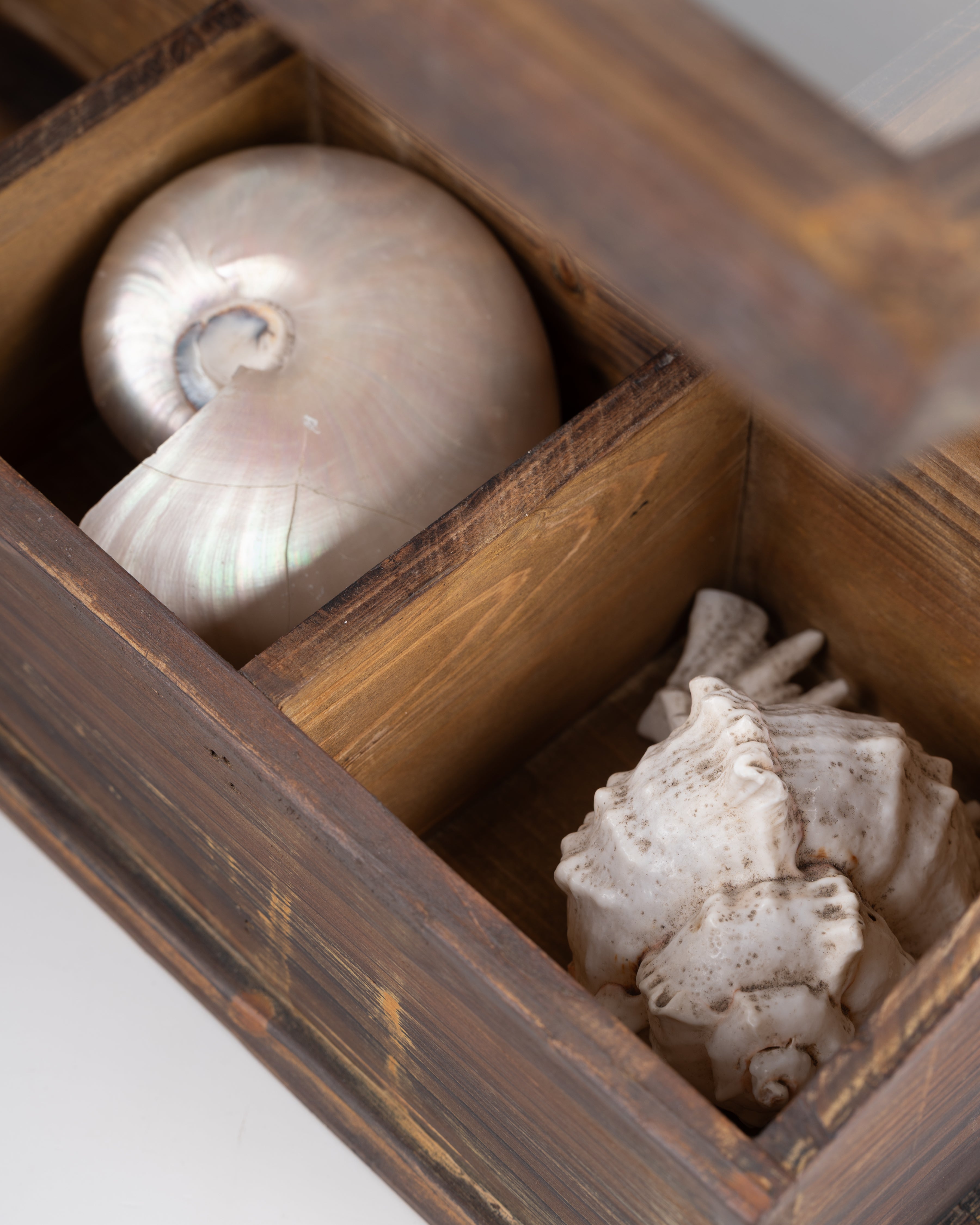 Greenhouse Terrarium Display Chest