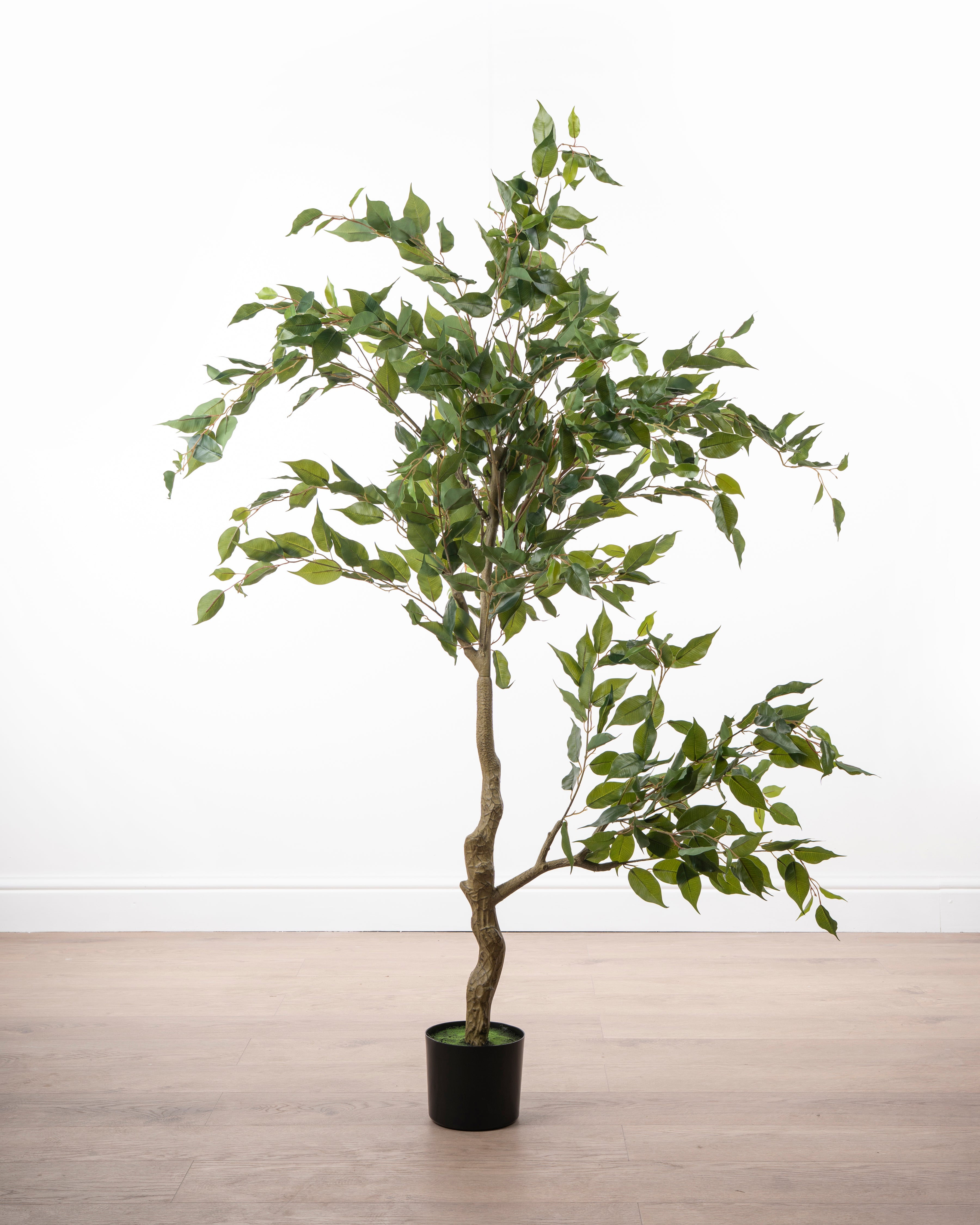 Faux Ficus Tree