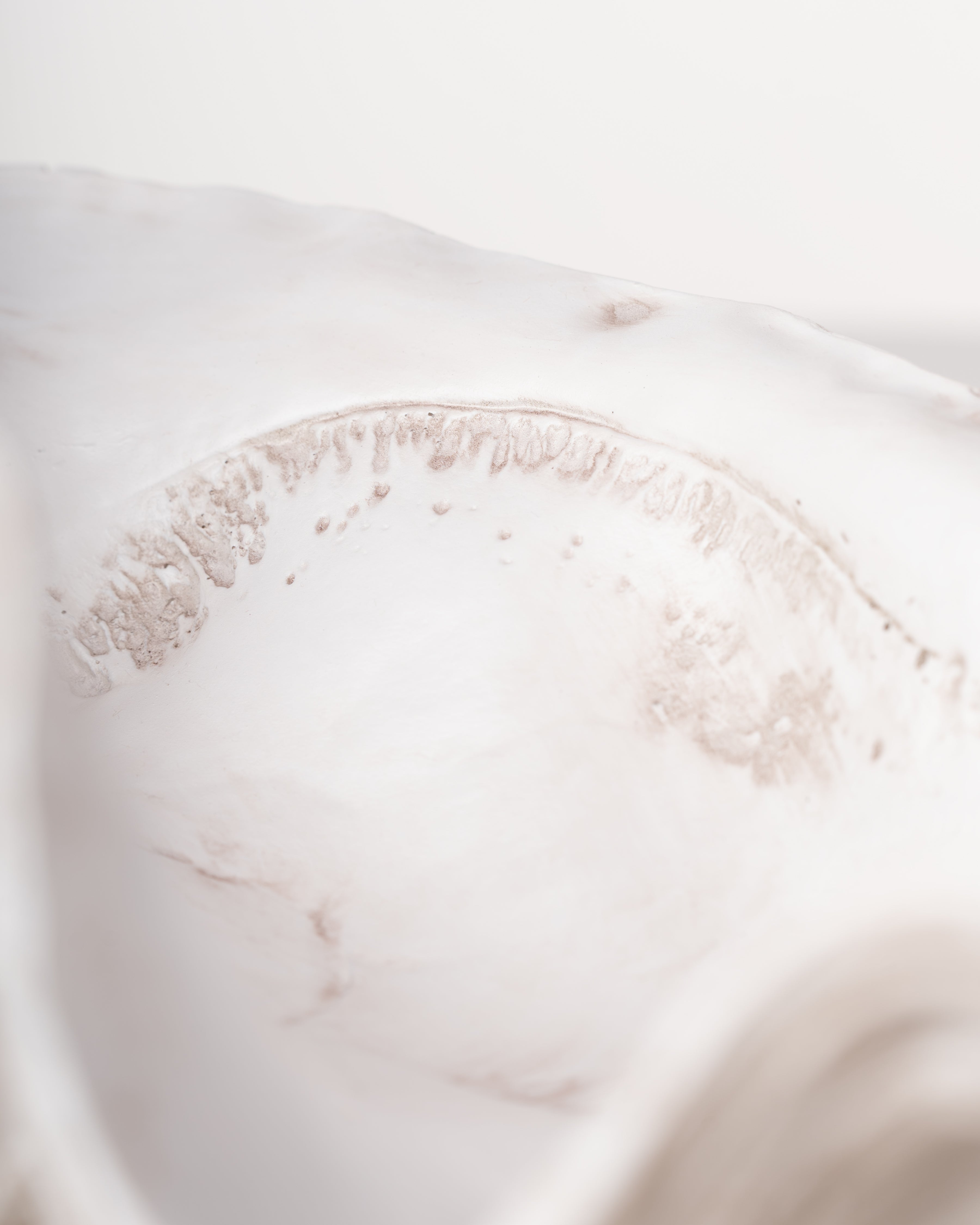 Ivory Clam Shell Bowl