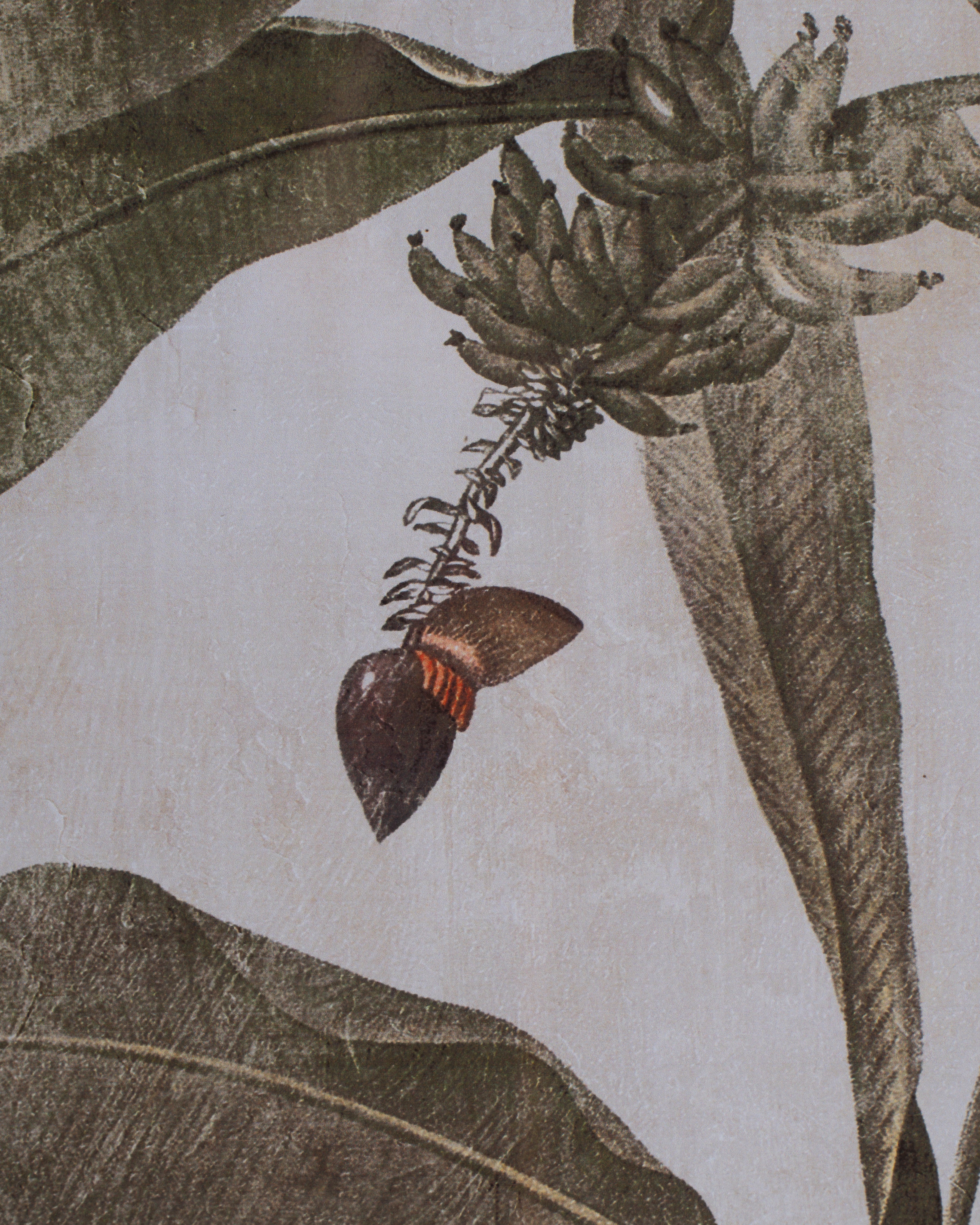 Banana Tree Framed Wall Art B