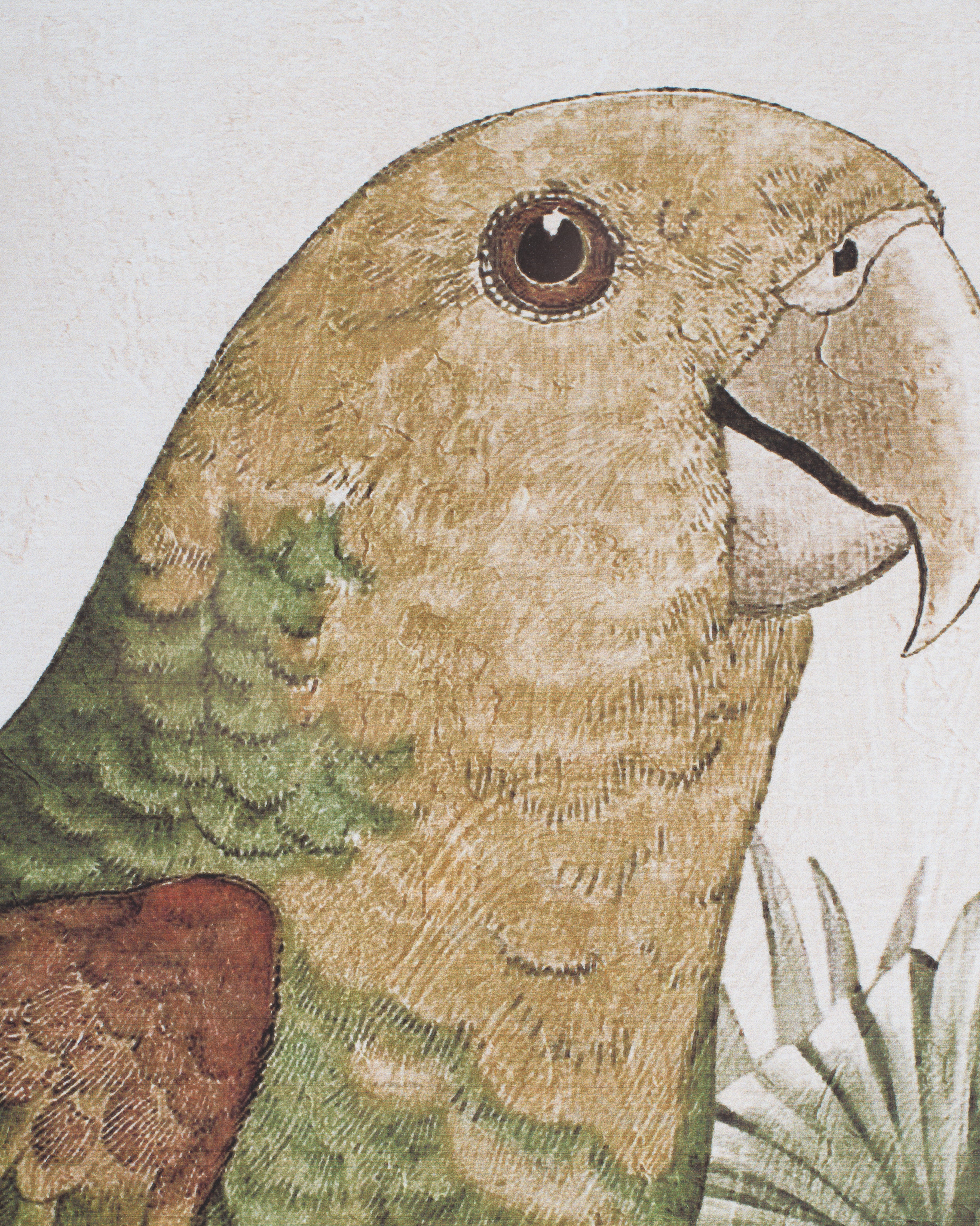 Parrot Framed Wall Art A