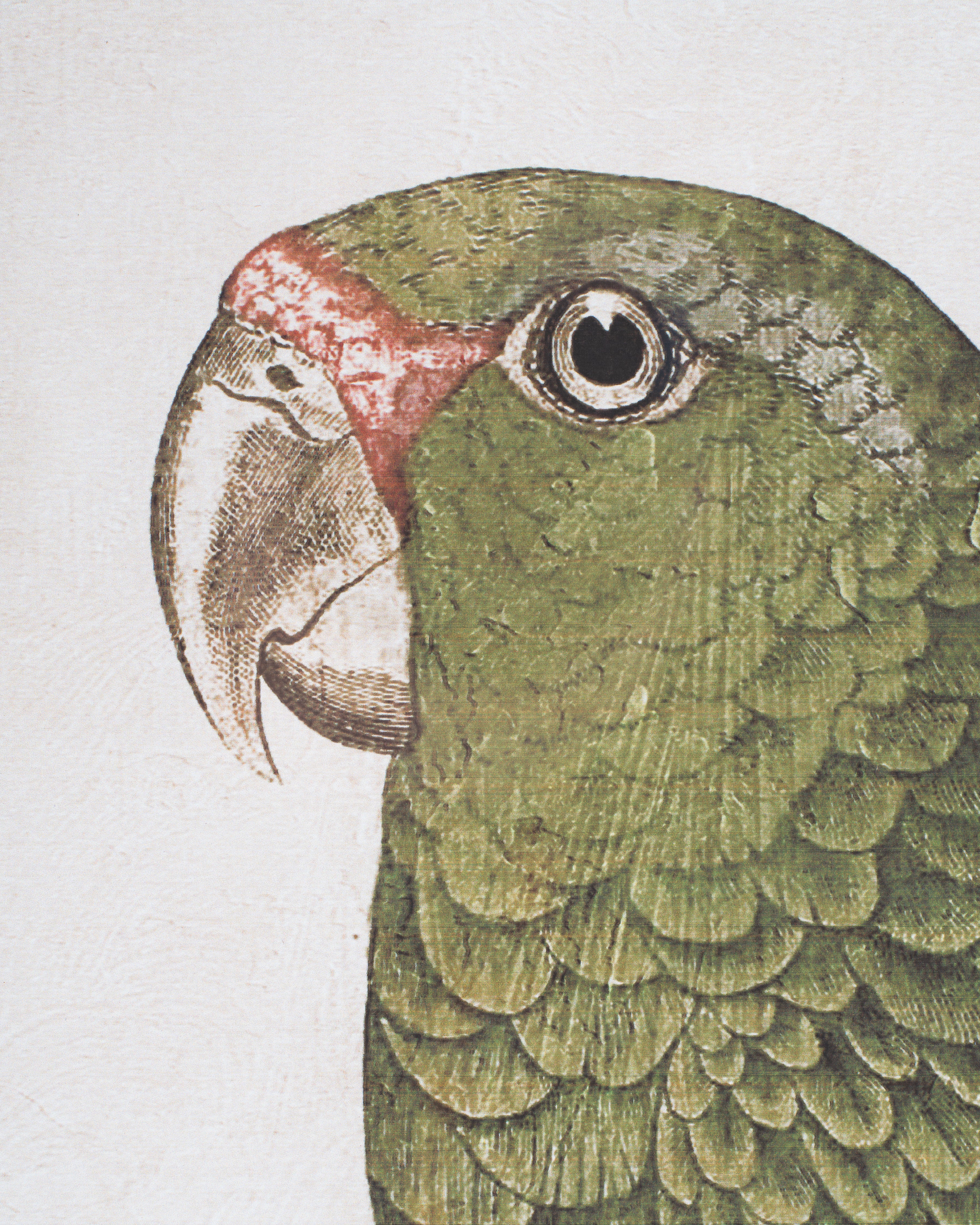 Parrot Framed Wall Art B