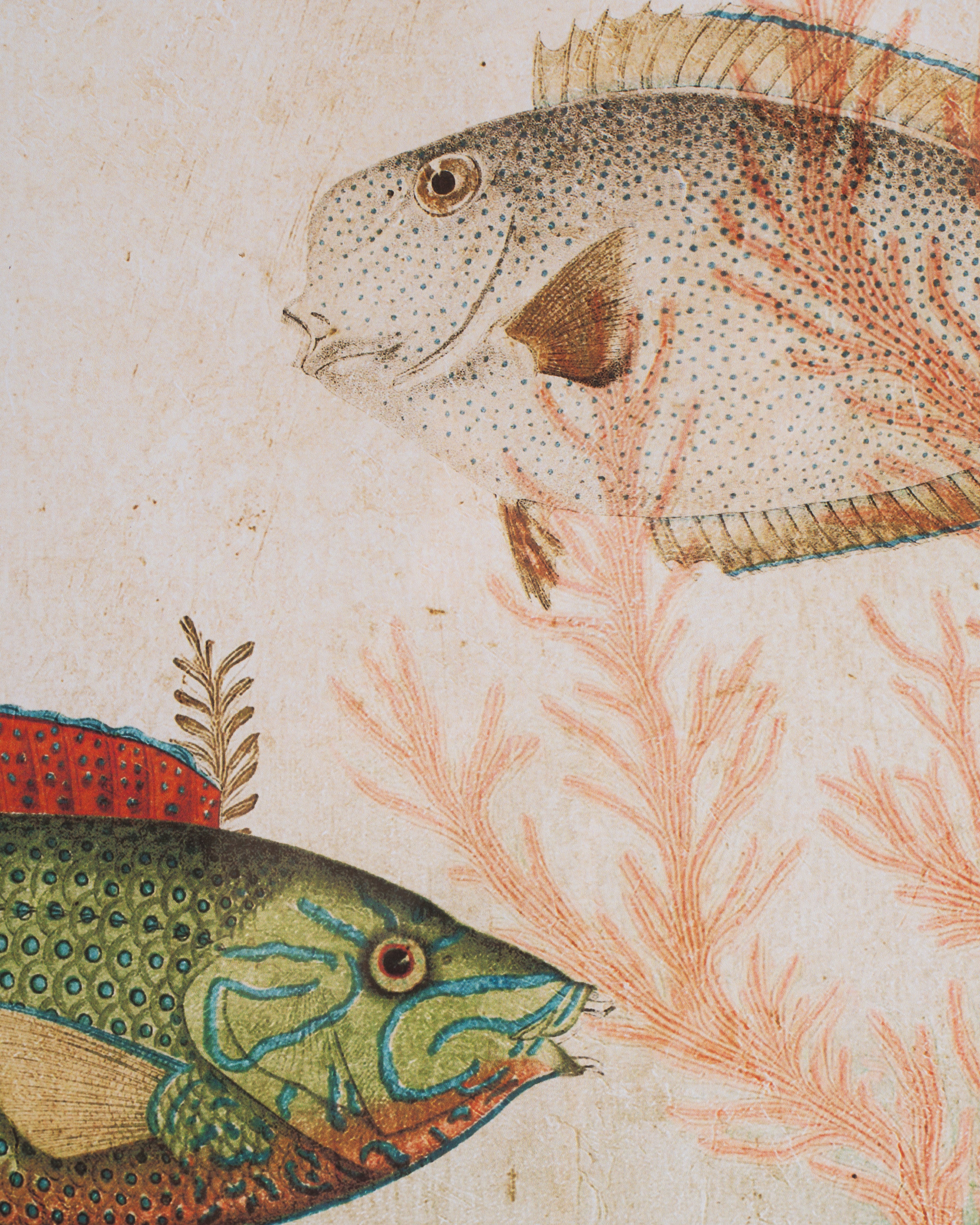 Fish Framed Wall Art A