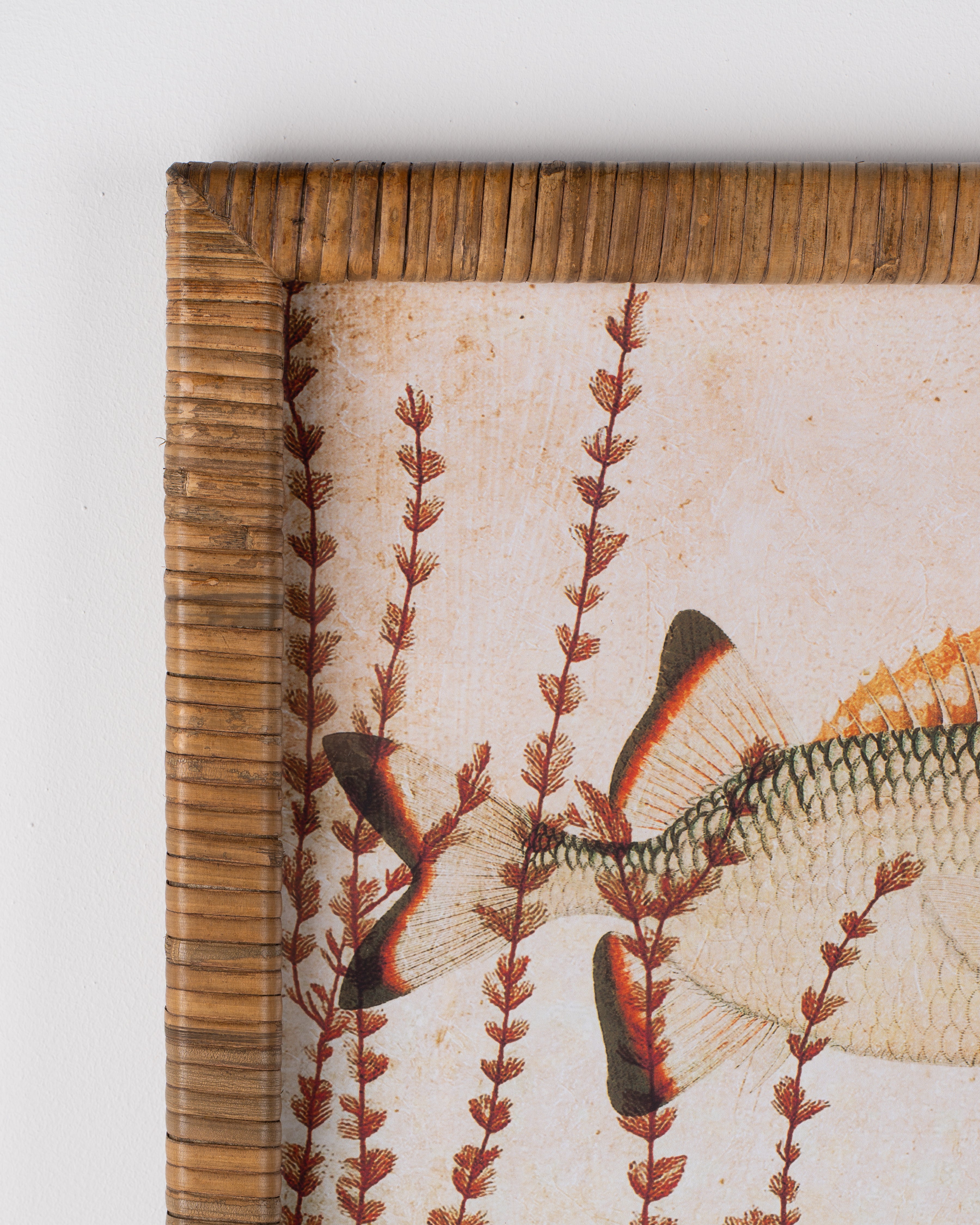 Fish Framed Wall Art B