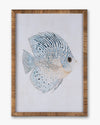 Fish Framed Wall Art A