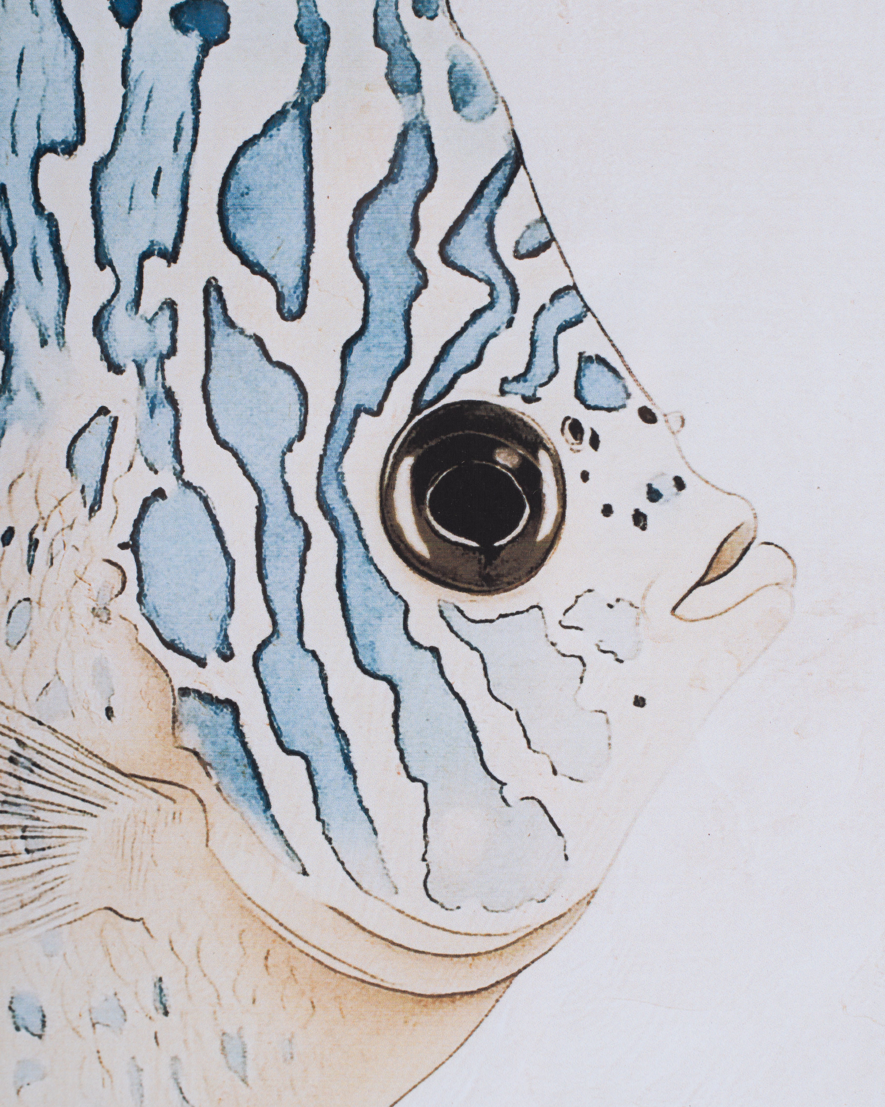 Fish Framed Wall Art A
