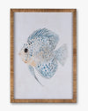 Fish Framed Wall Art B