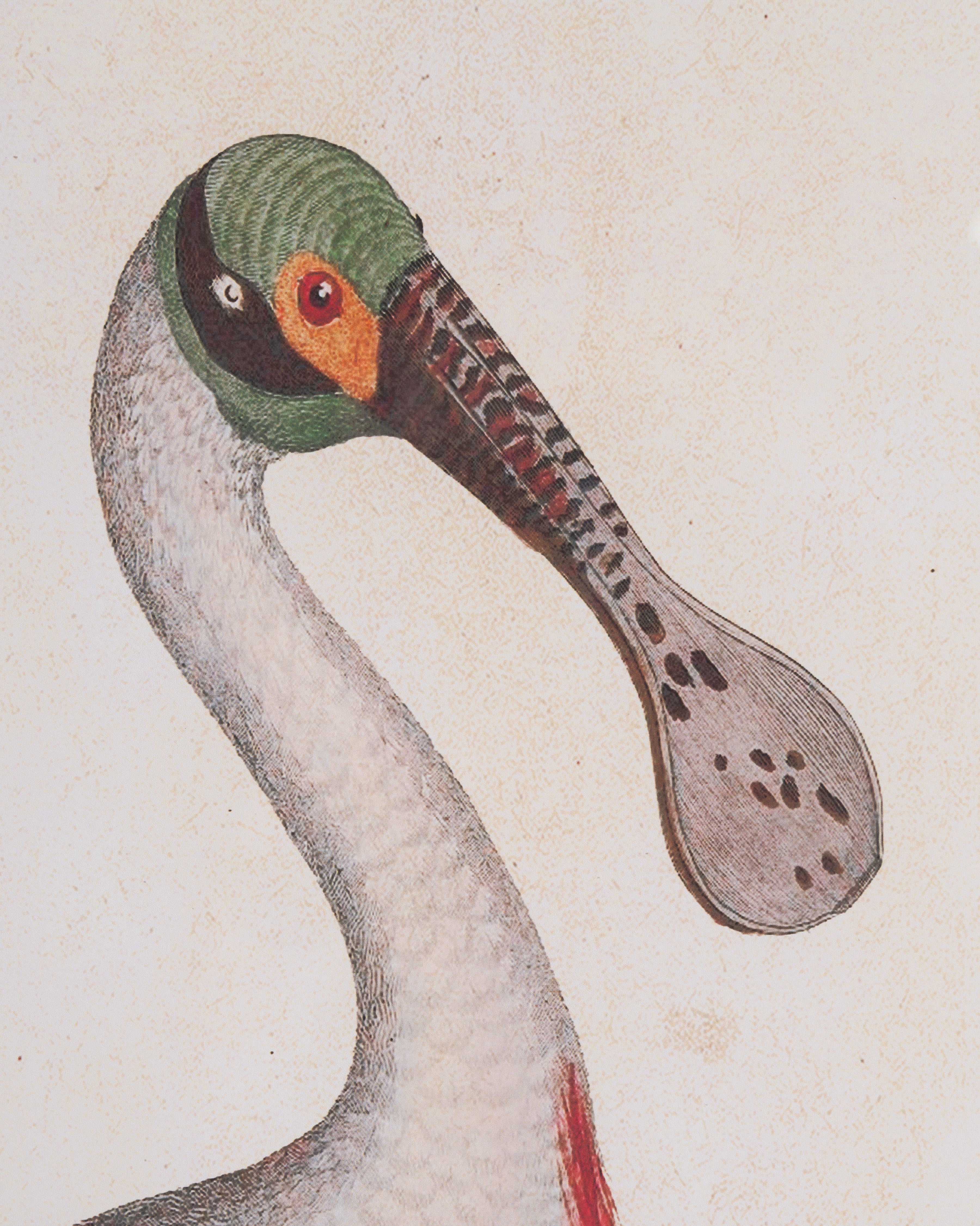 Spoonbill Framed Wall Art A