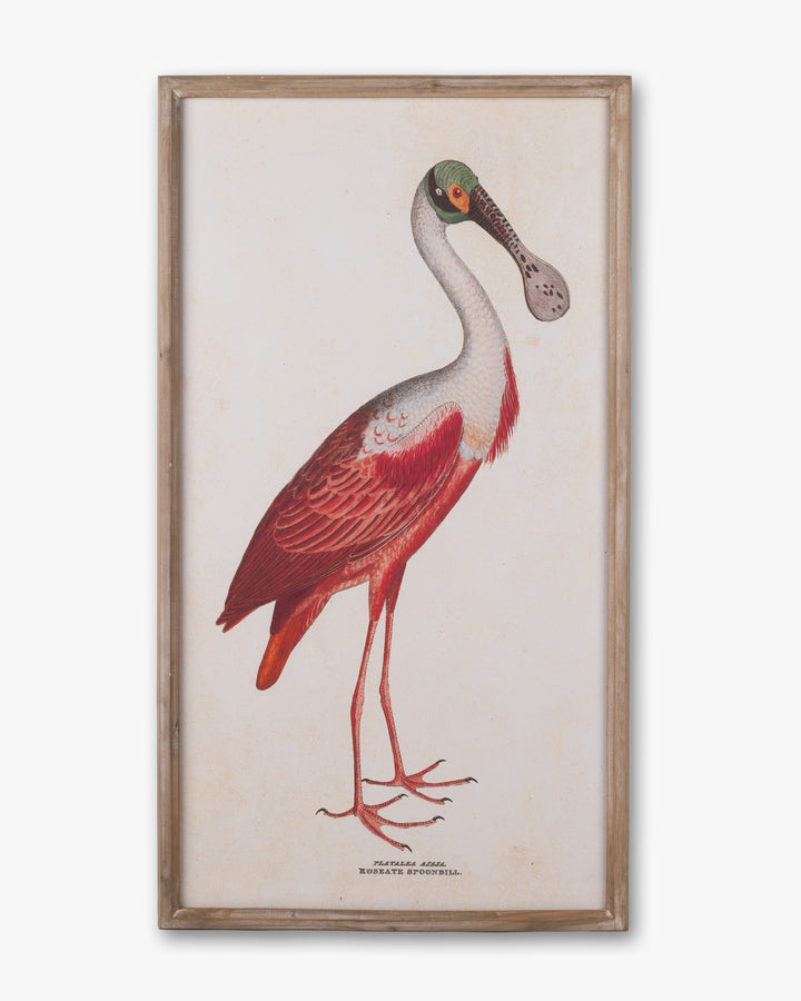 Spoonbill Framed Wall Art A