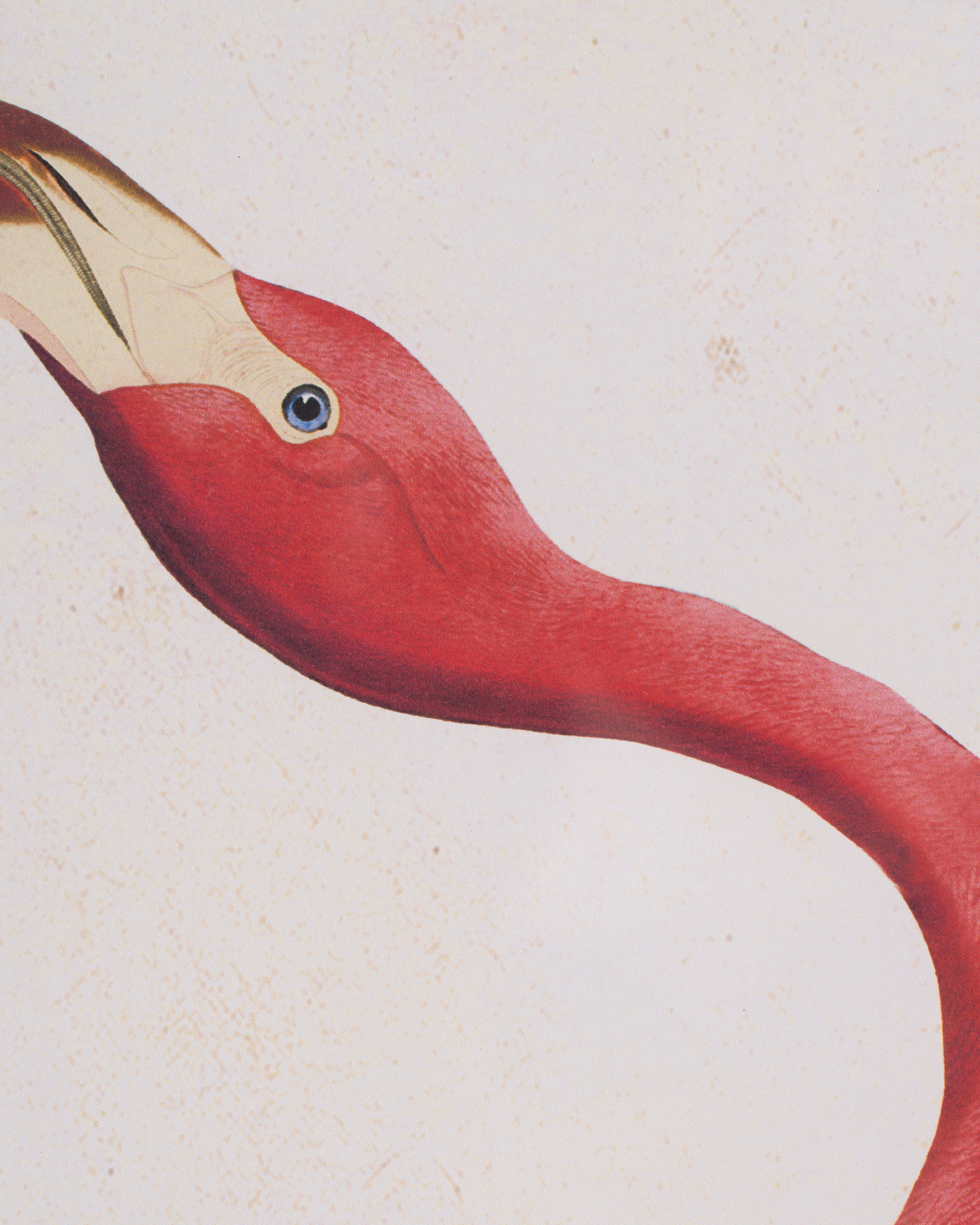 Flamingo Framed Wall Art B