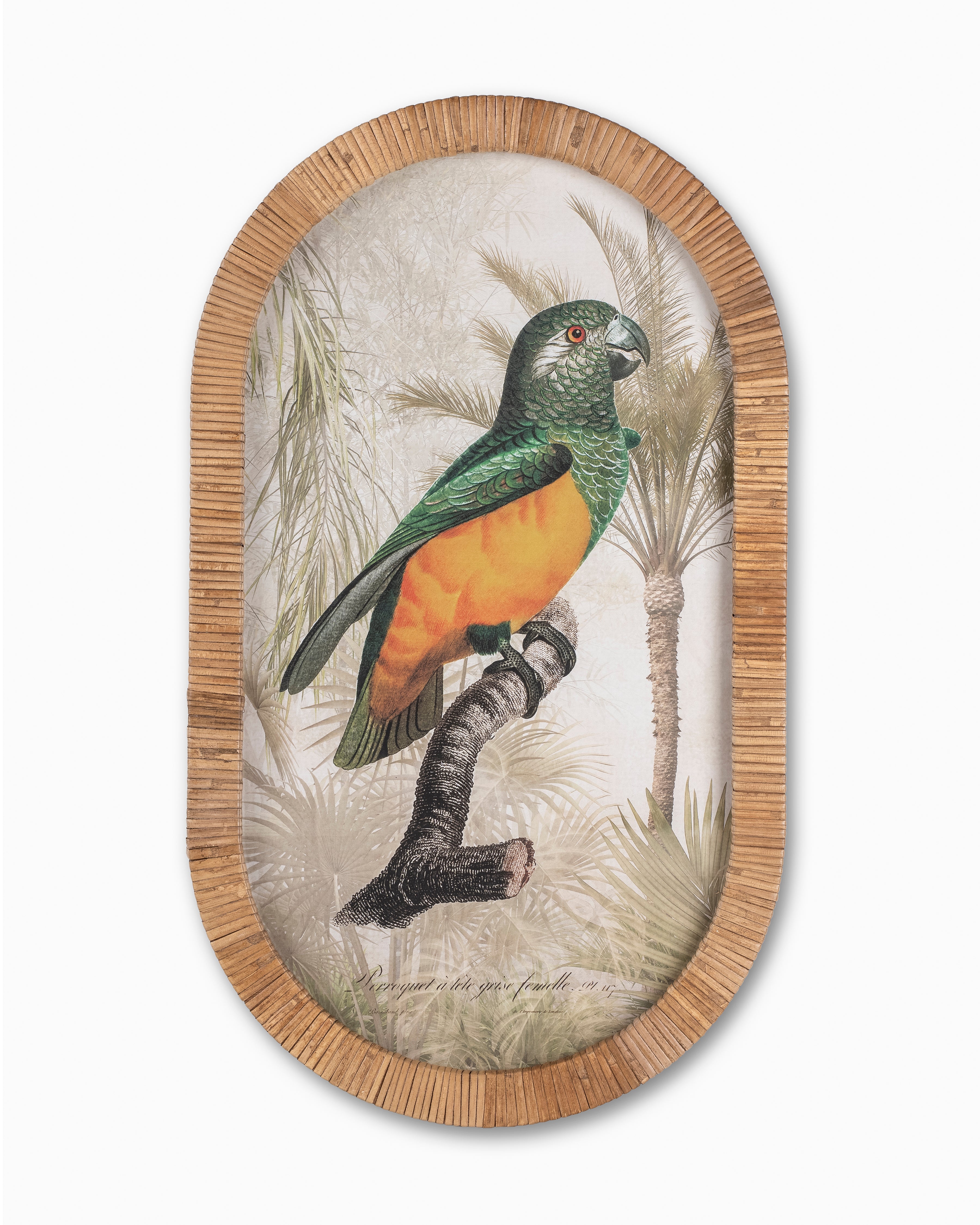 Parrot Framed Wall Art A