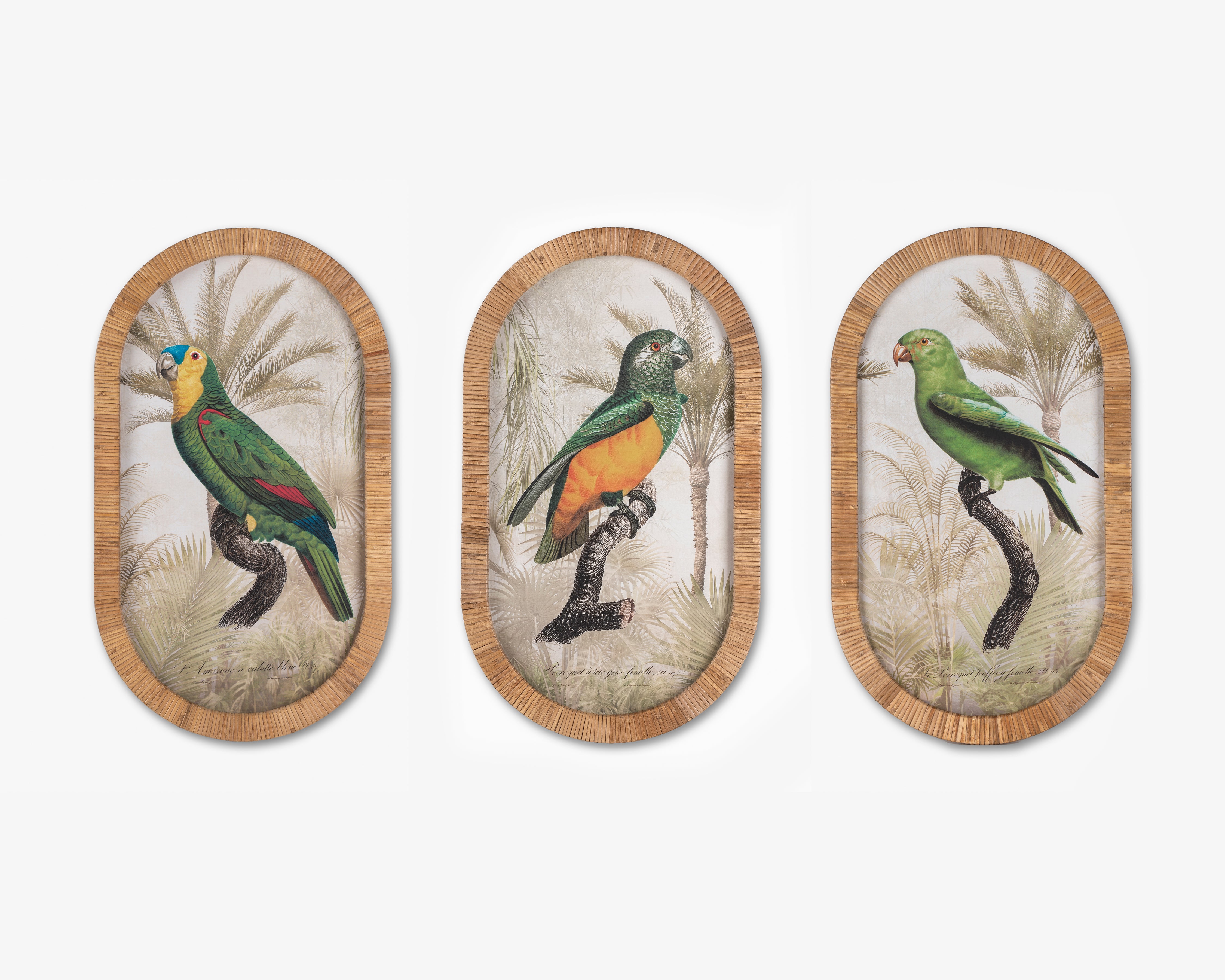 Parrot Framed Wall Art A