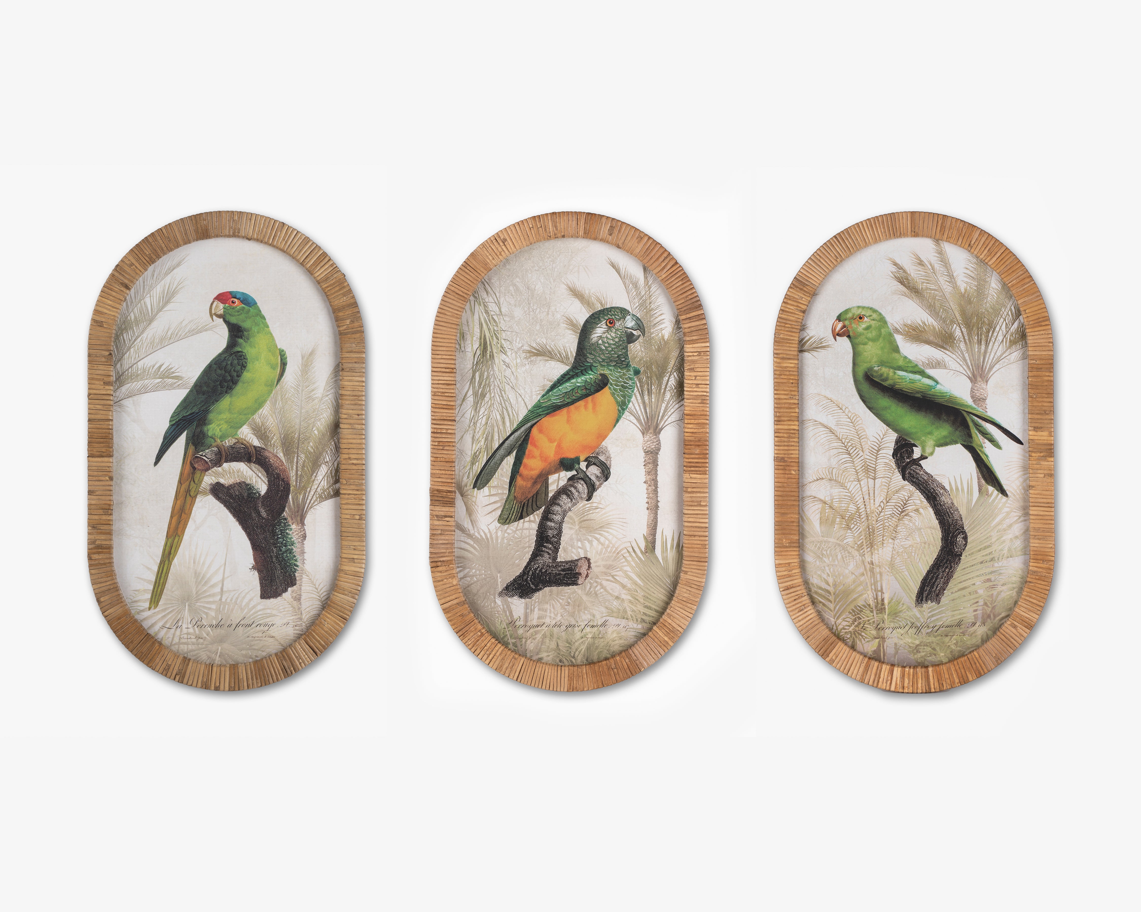 Parrot Framed Wall Art B
