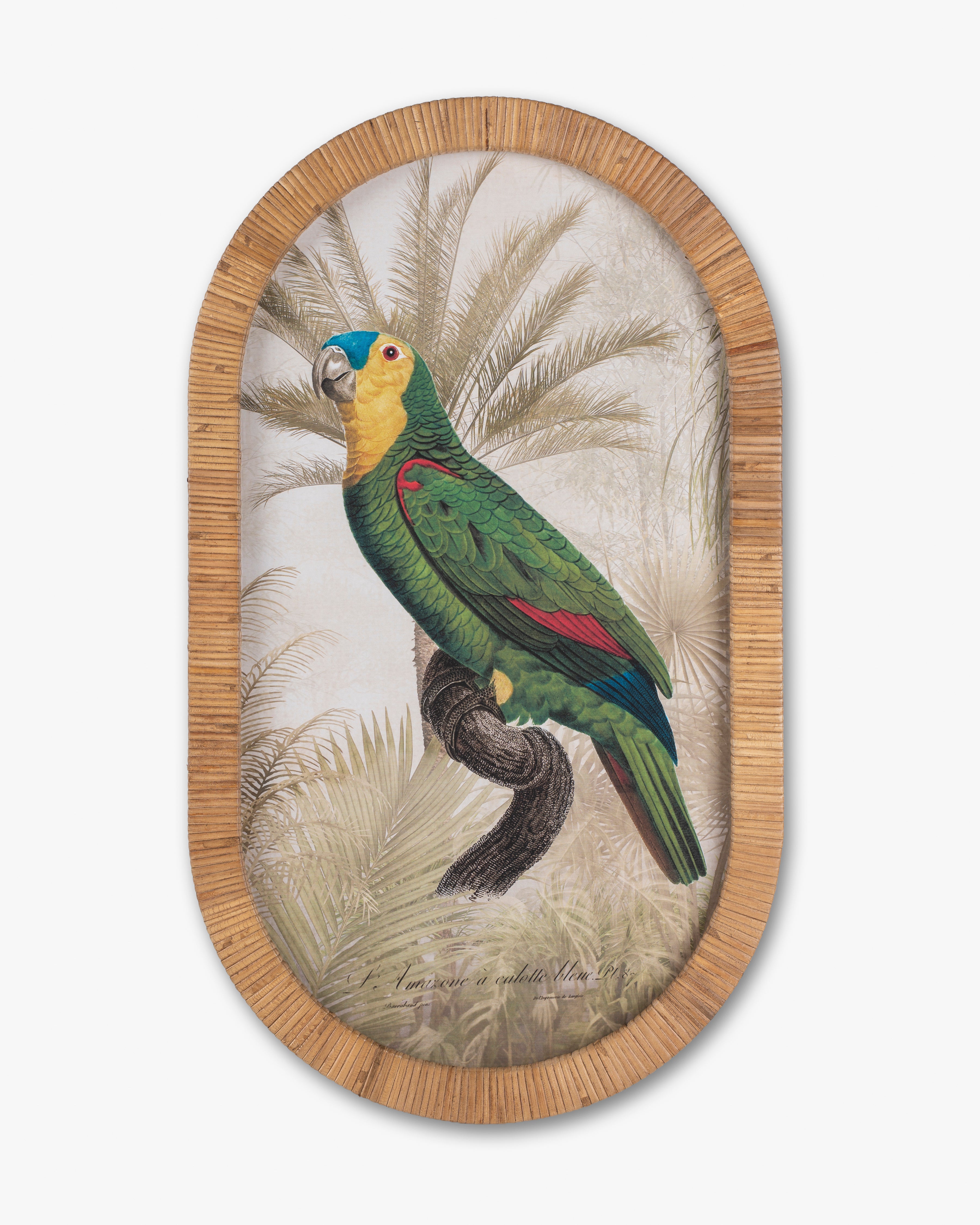 Parrot Framed Wall Art C