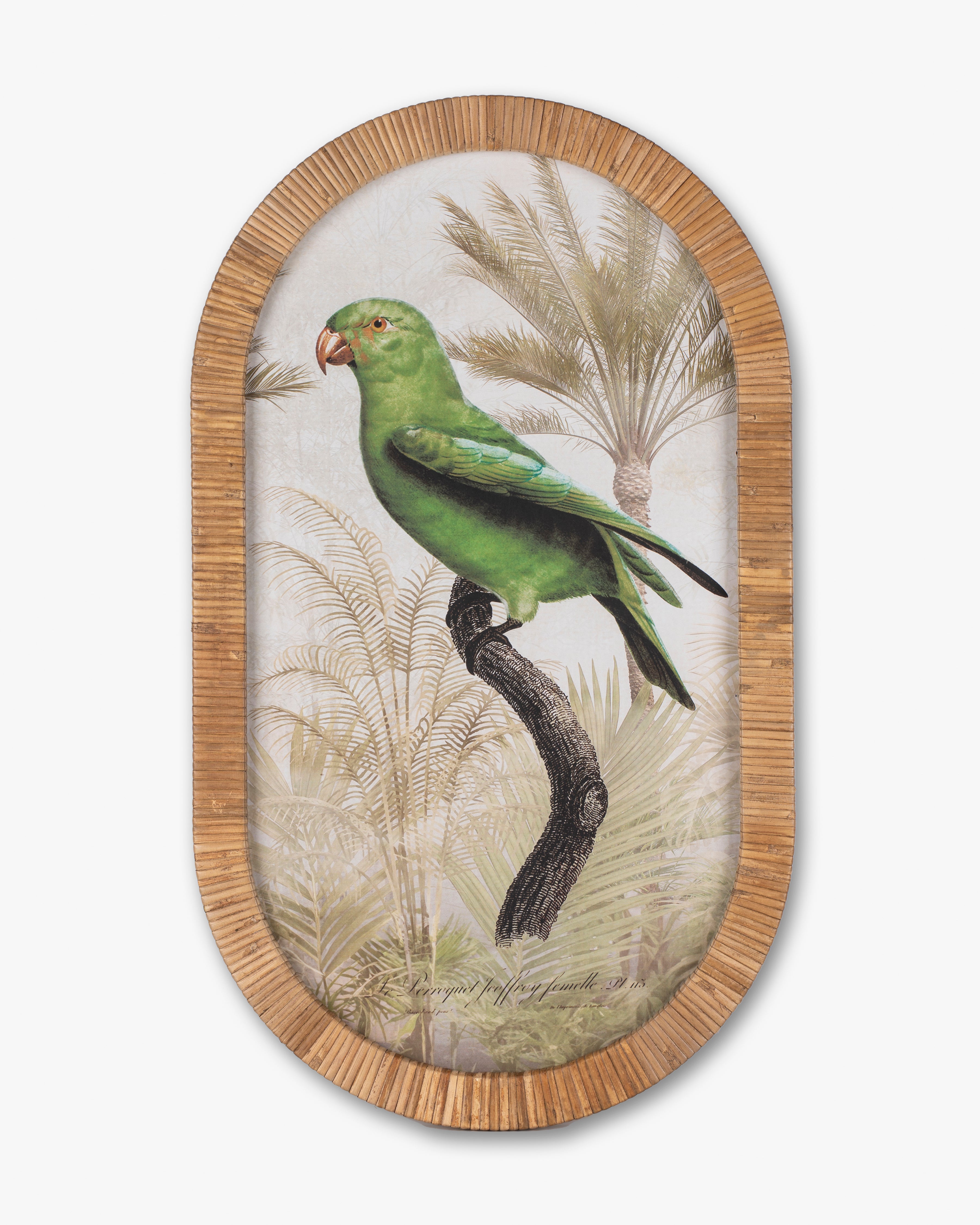 Parrot Framed Wall Art D