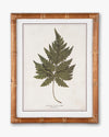 Fern Framed Wall Art A