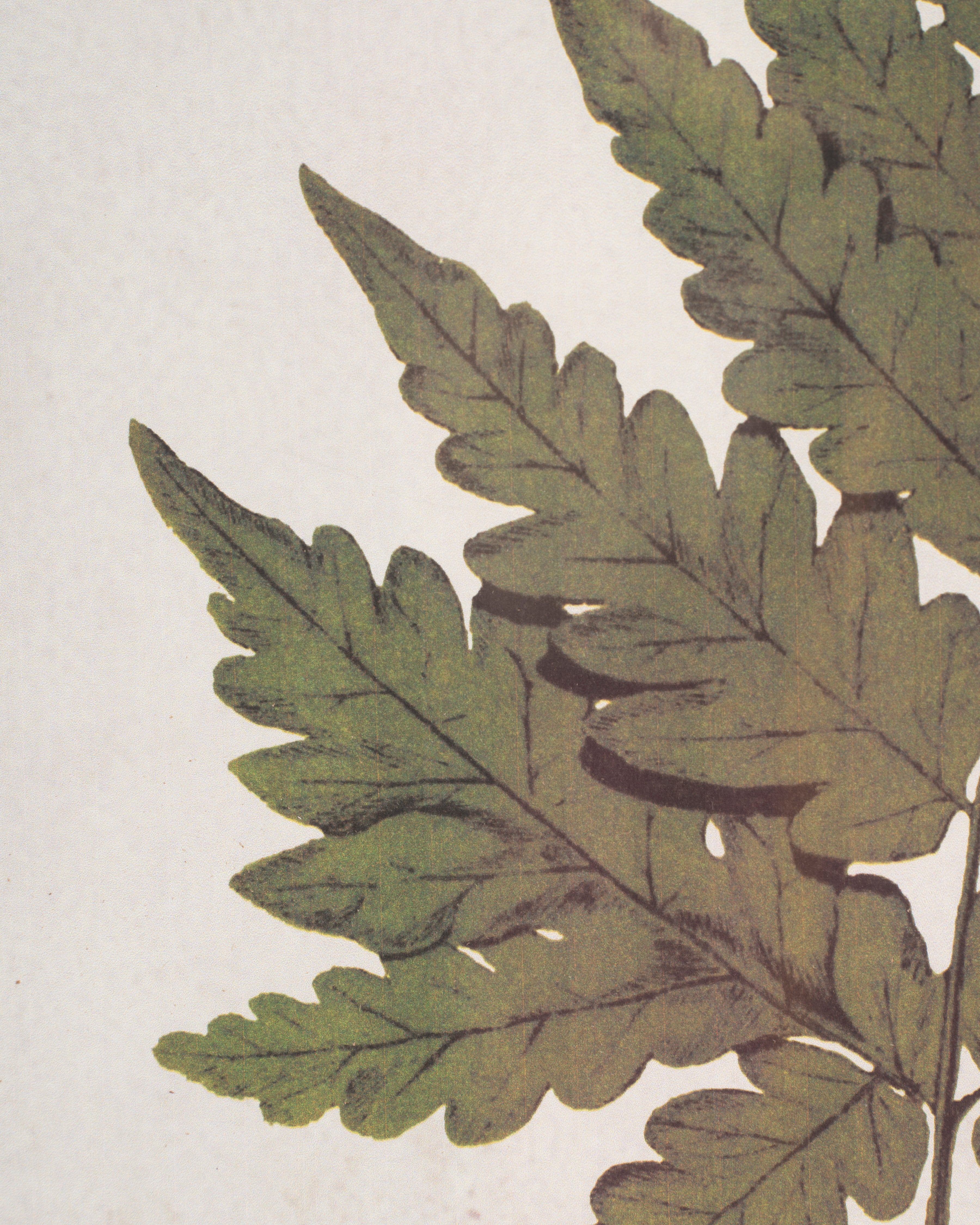 Fern Framed Wall Art A