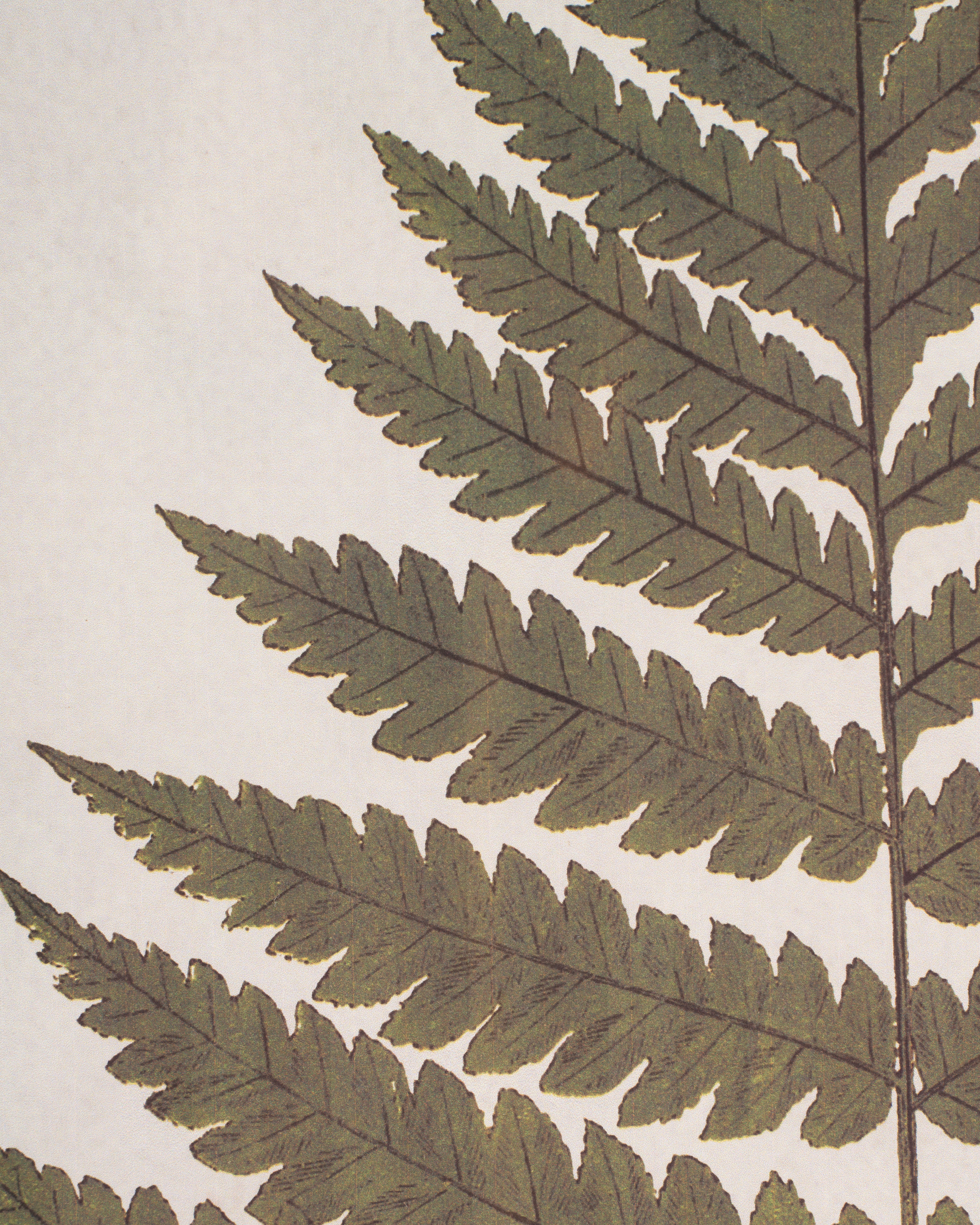 Fern Framed Wall Art B