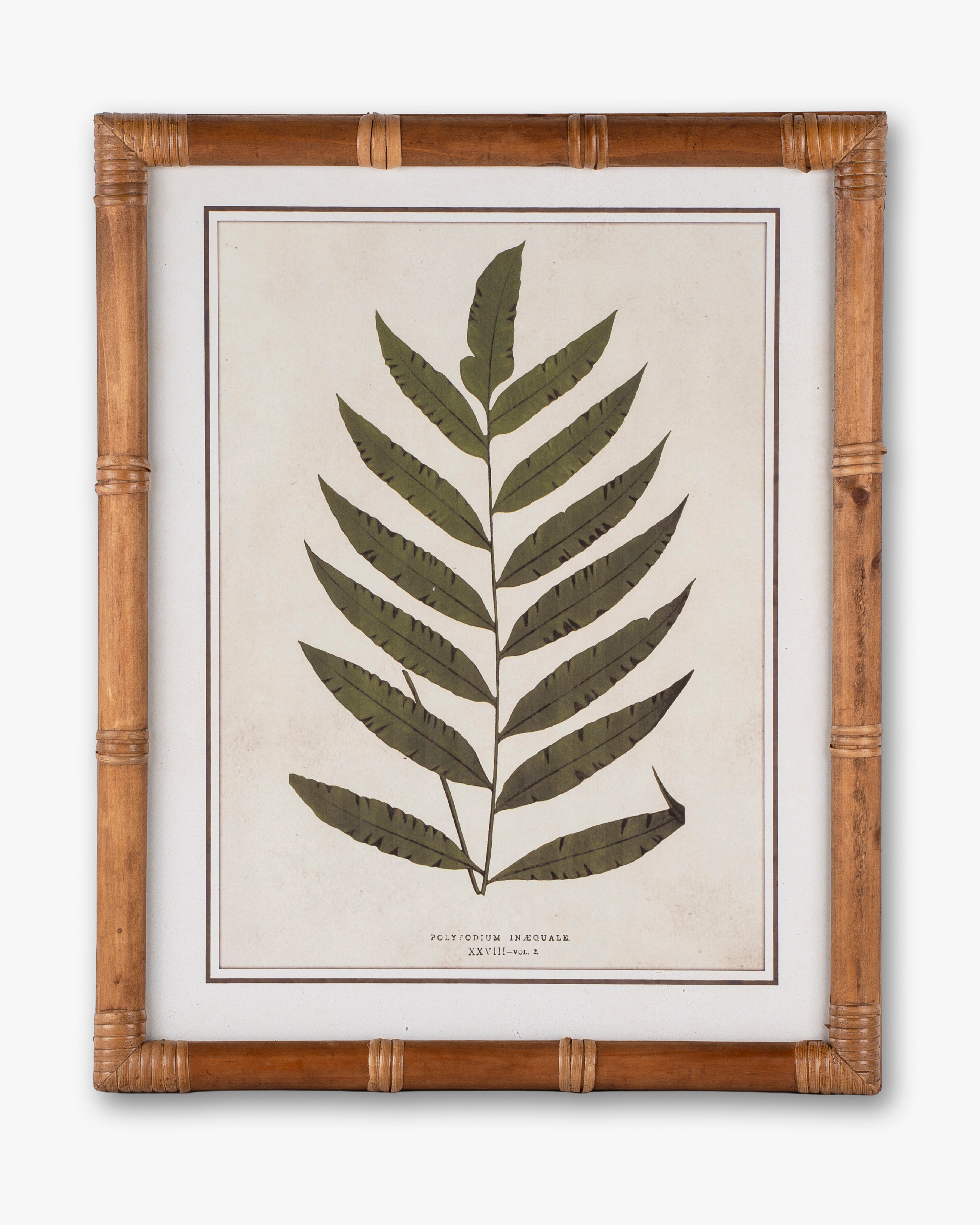 Fern Framed Wall Art C