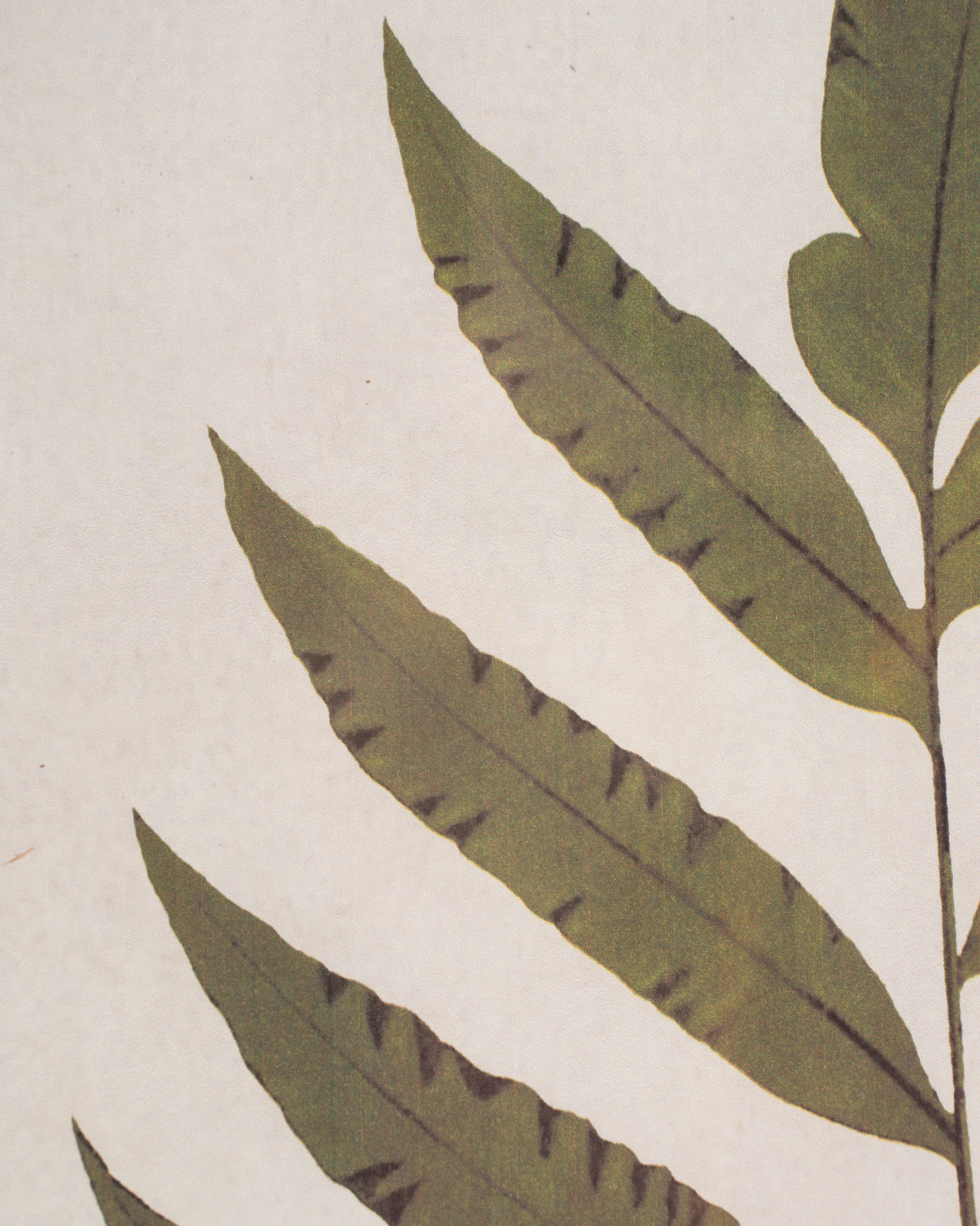 Fern Framed Wall Art C