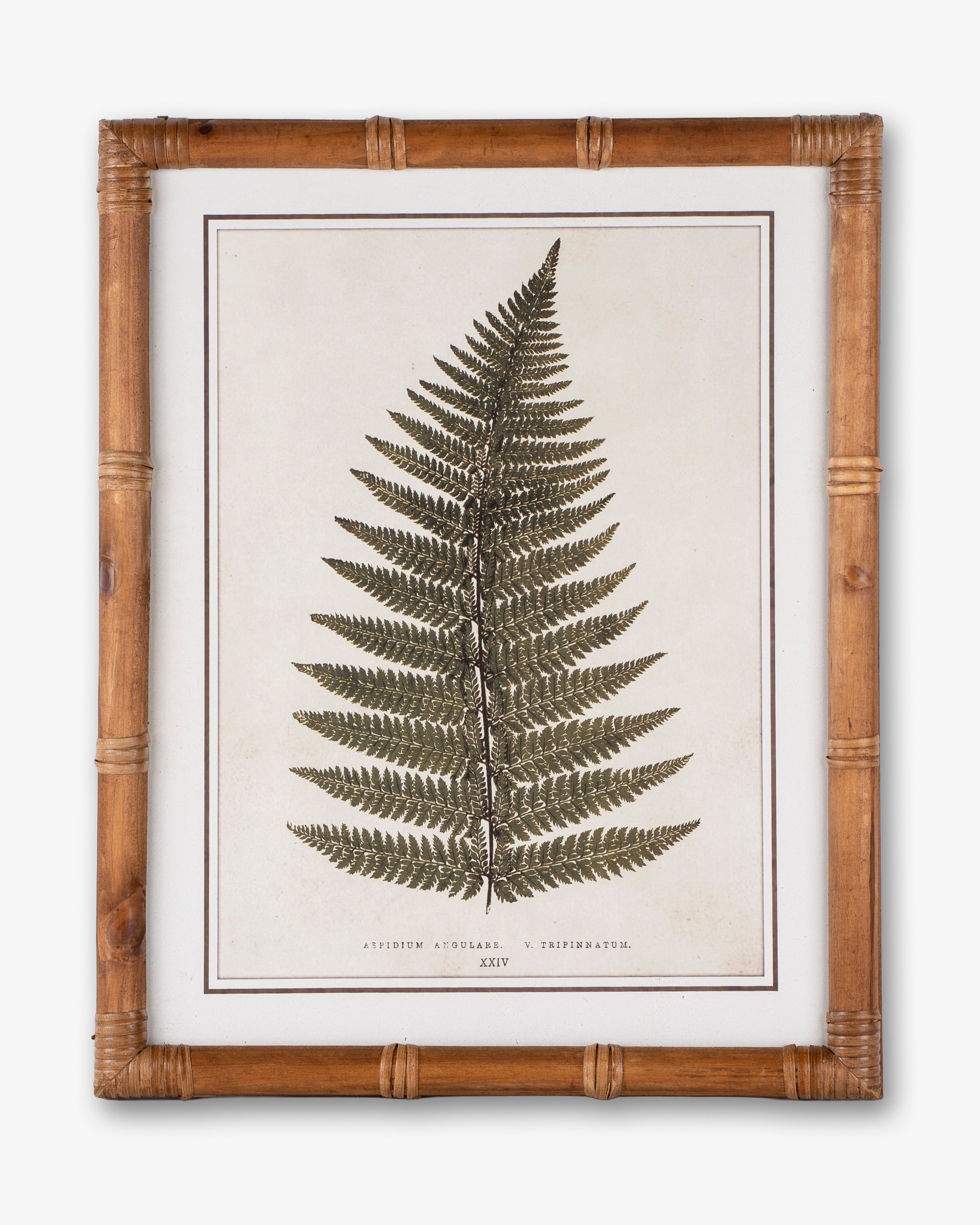 Fern Framed Wall Art D