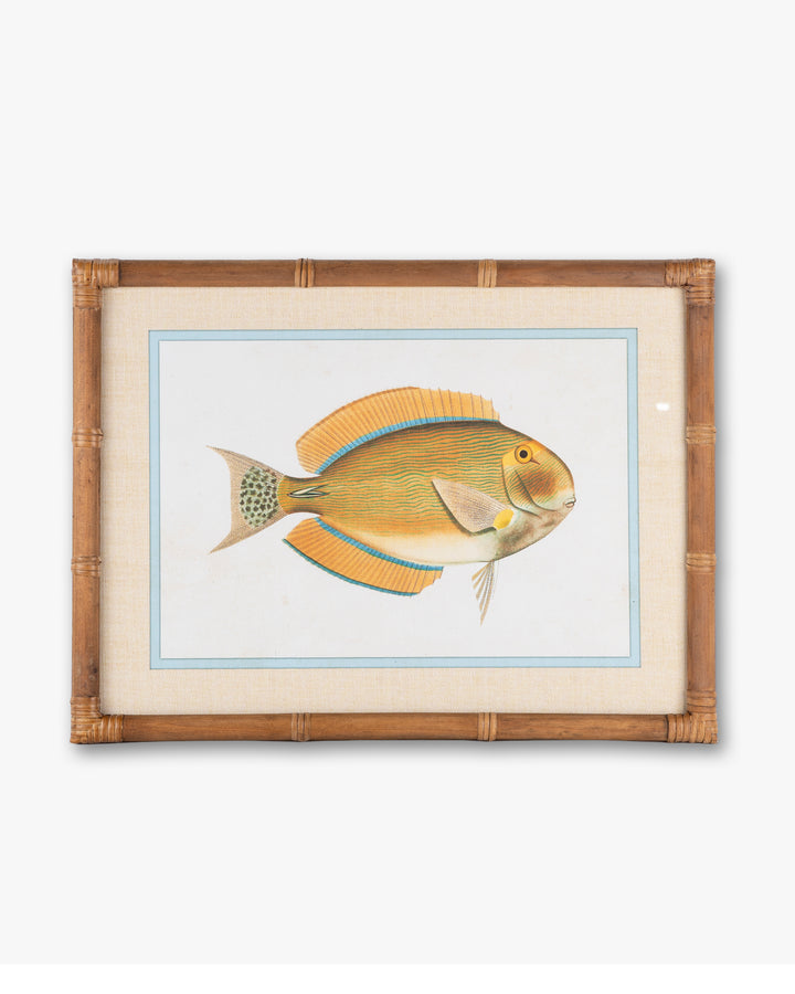 Fish Framed Wall Art A