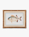 Fish Framed Wall Art B