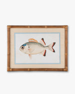 Fish Framed Wall Art B