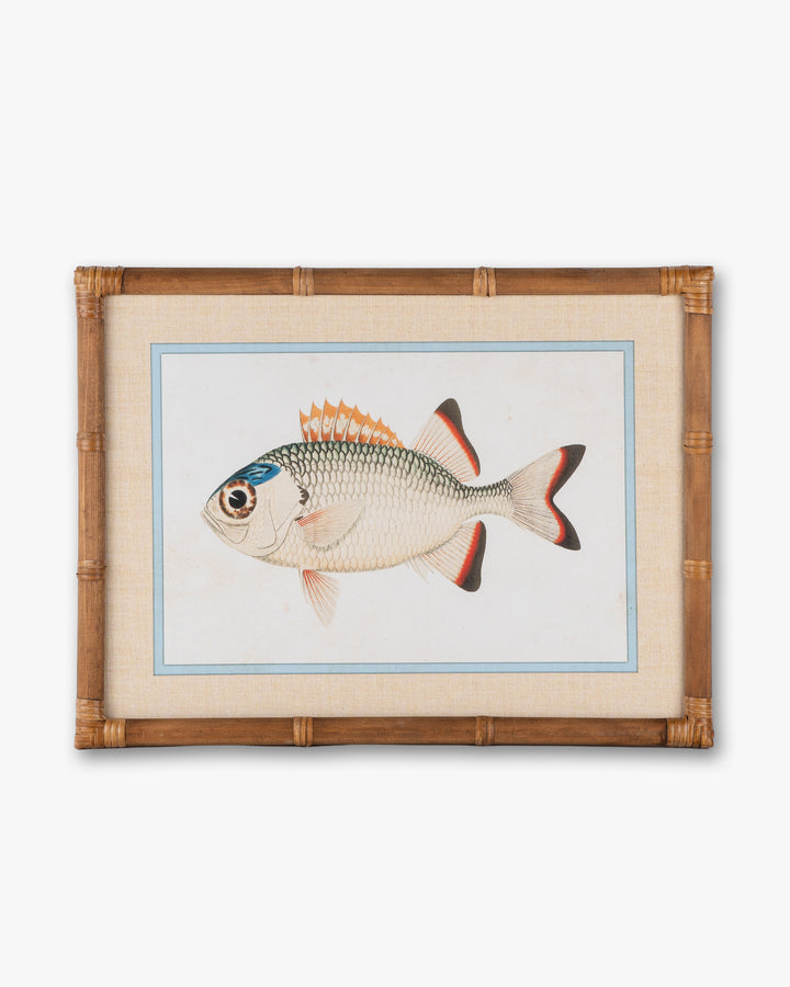 Fish Framed Wall Art B