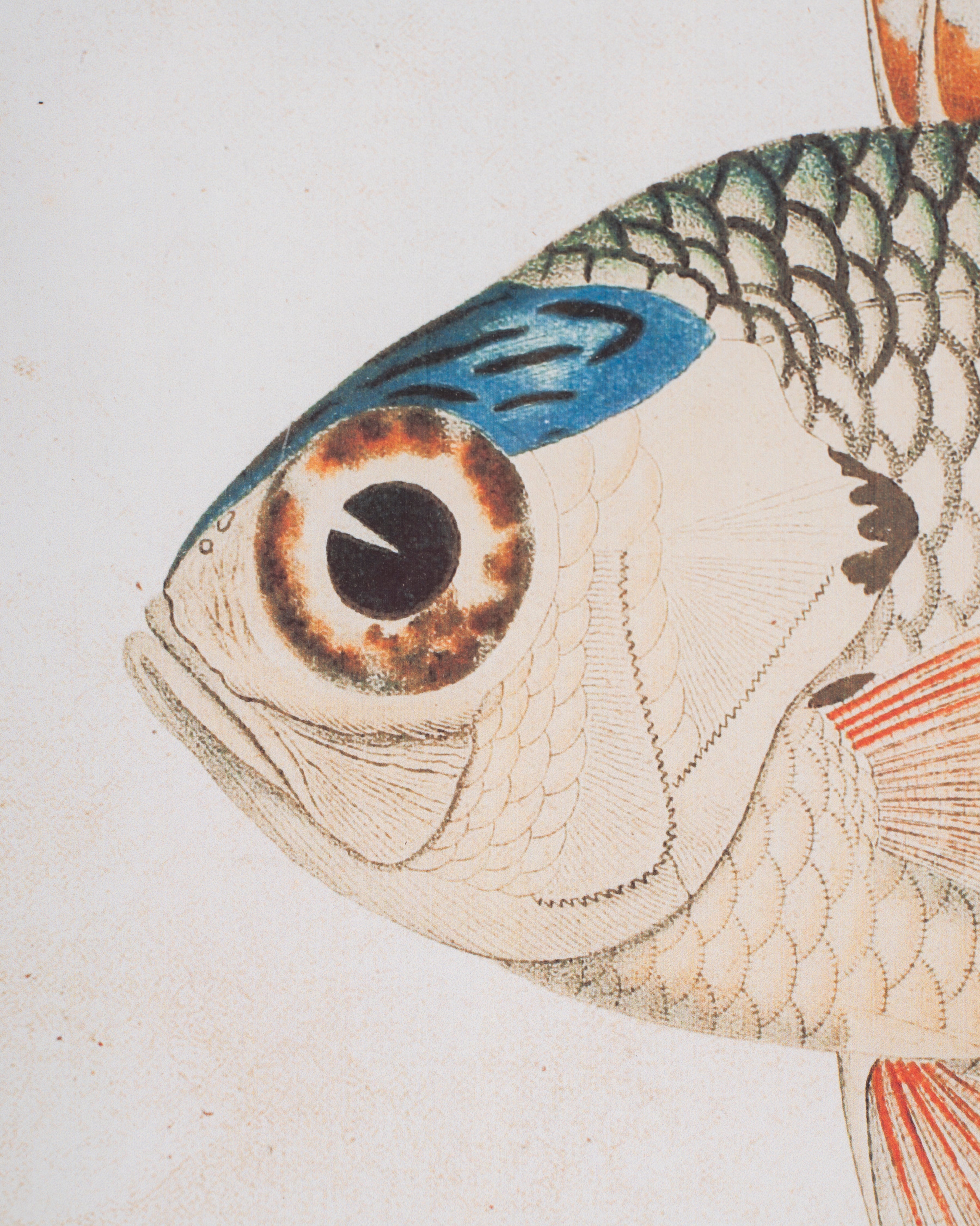 Fish Framed Wall Art B