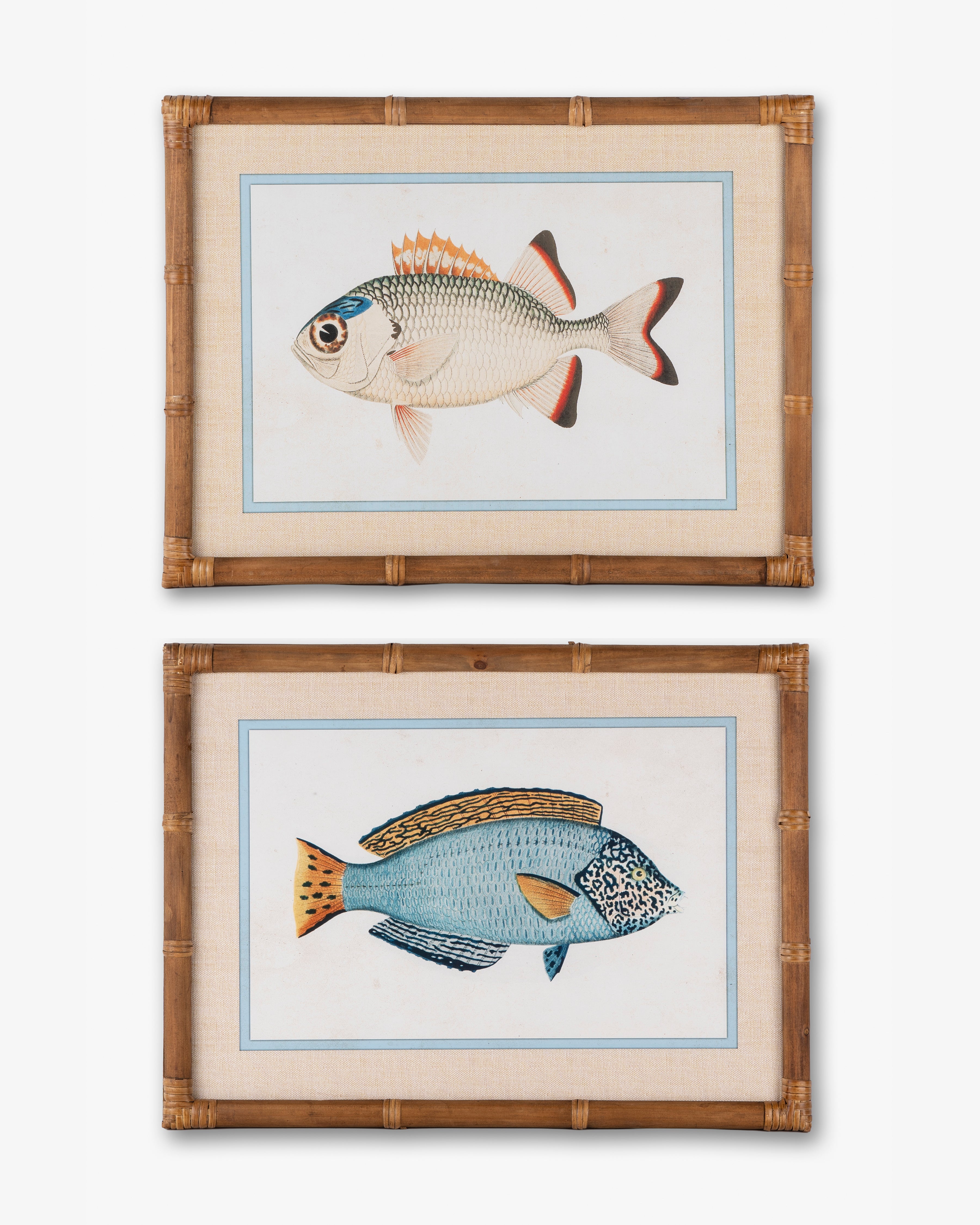 Fish Framed Wall Art B
