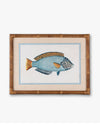 Fish Framed Wall Art C