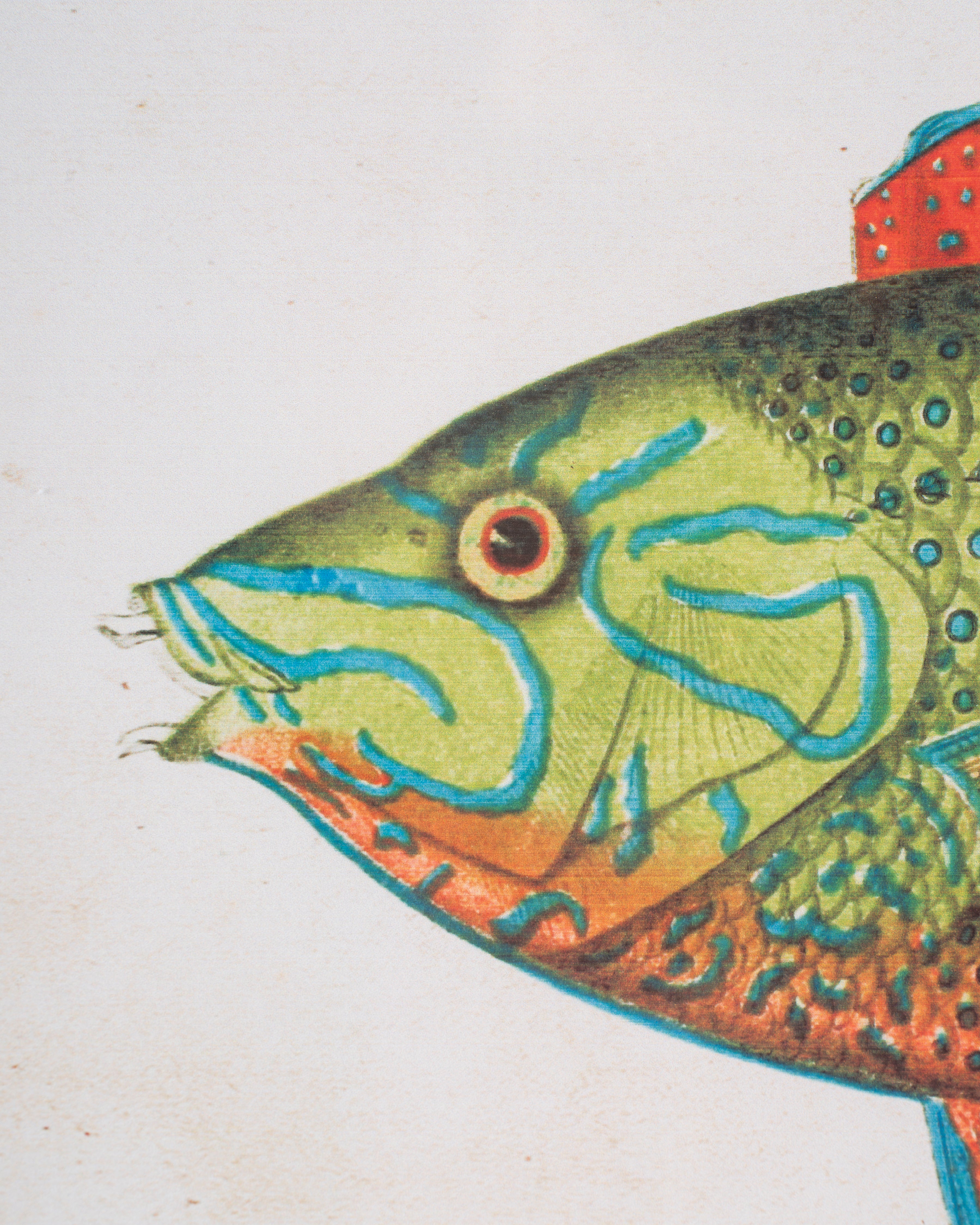 Fish Framed Wall Art D