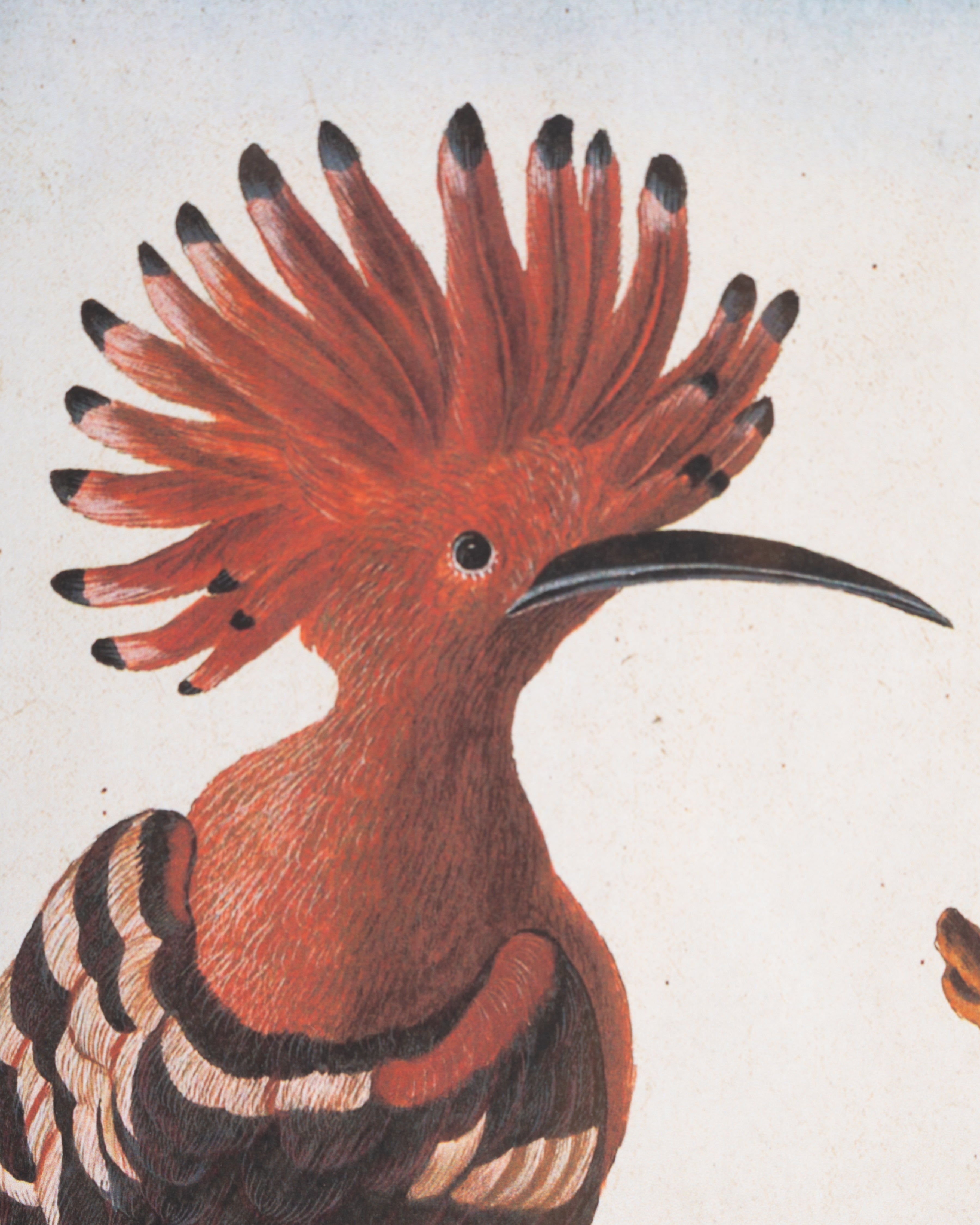 Vintage Songbird framed Wall Art A