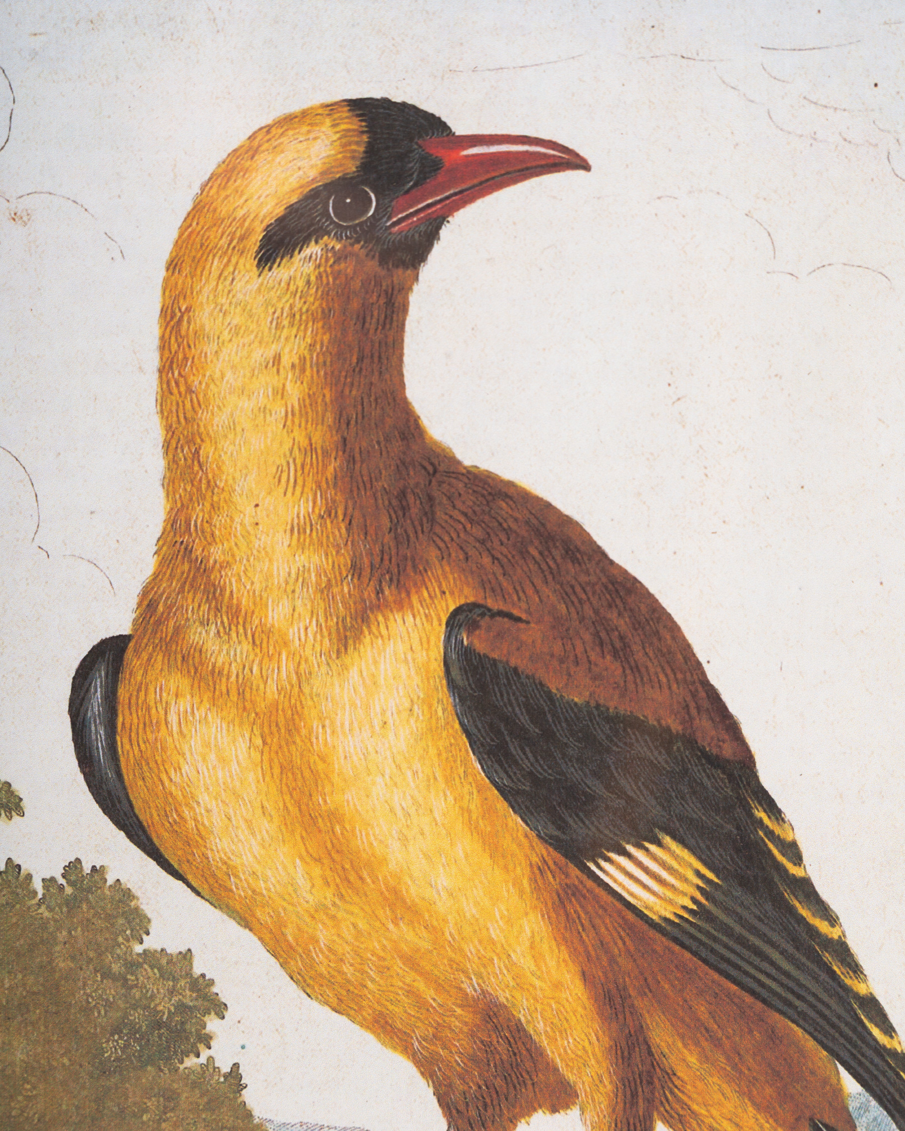 Vintage Songbird framed Wall Art B
