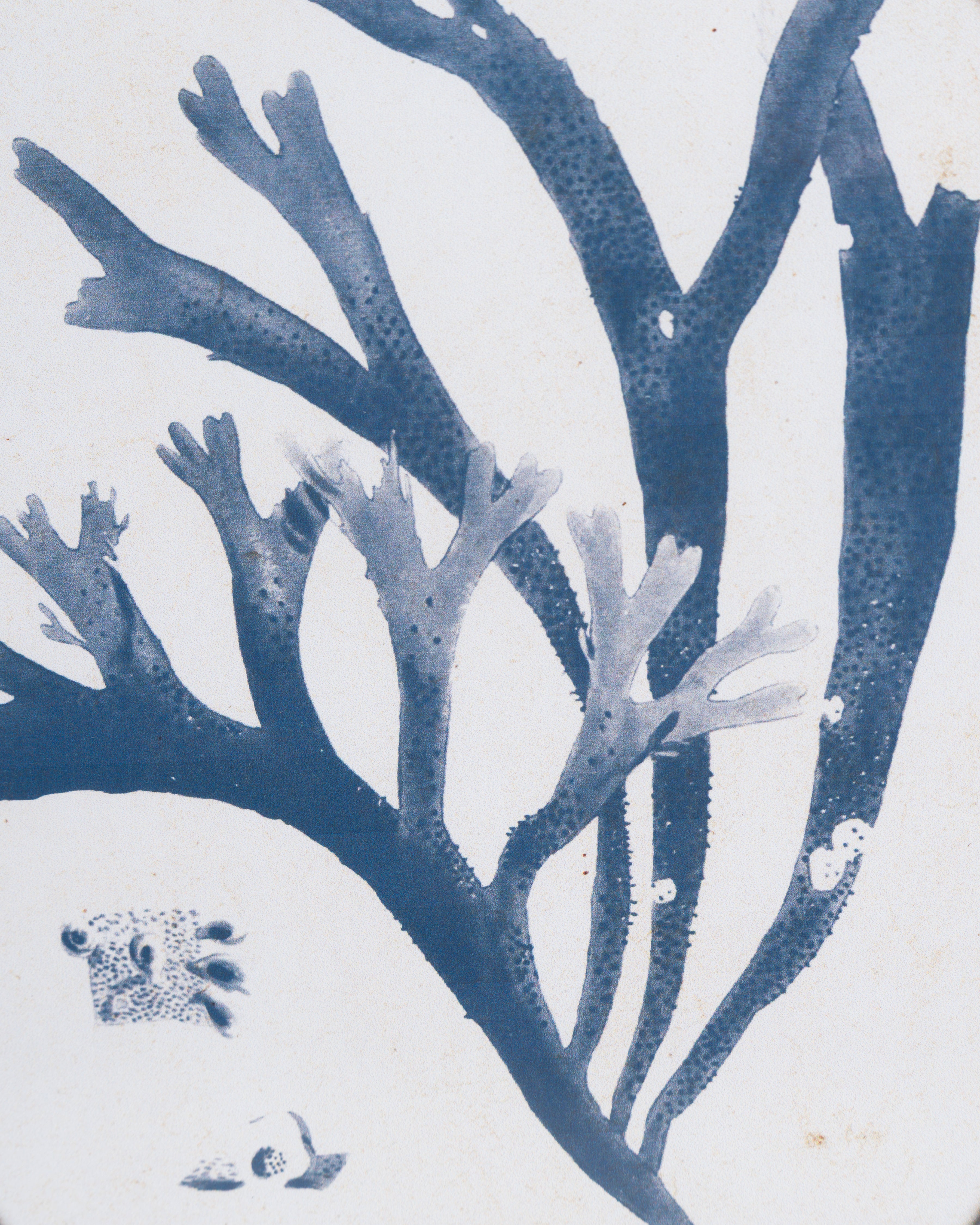 Coral Framed Wall Art A