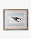 Naturalist Bird Framed Wall Art A