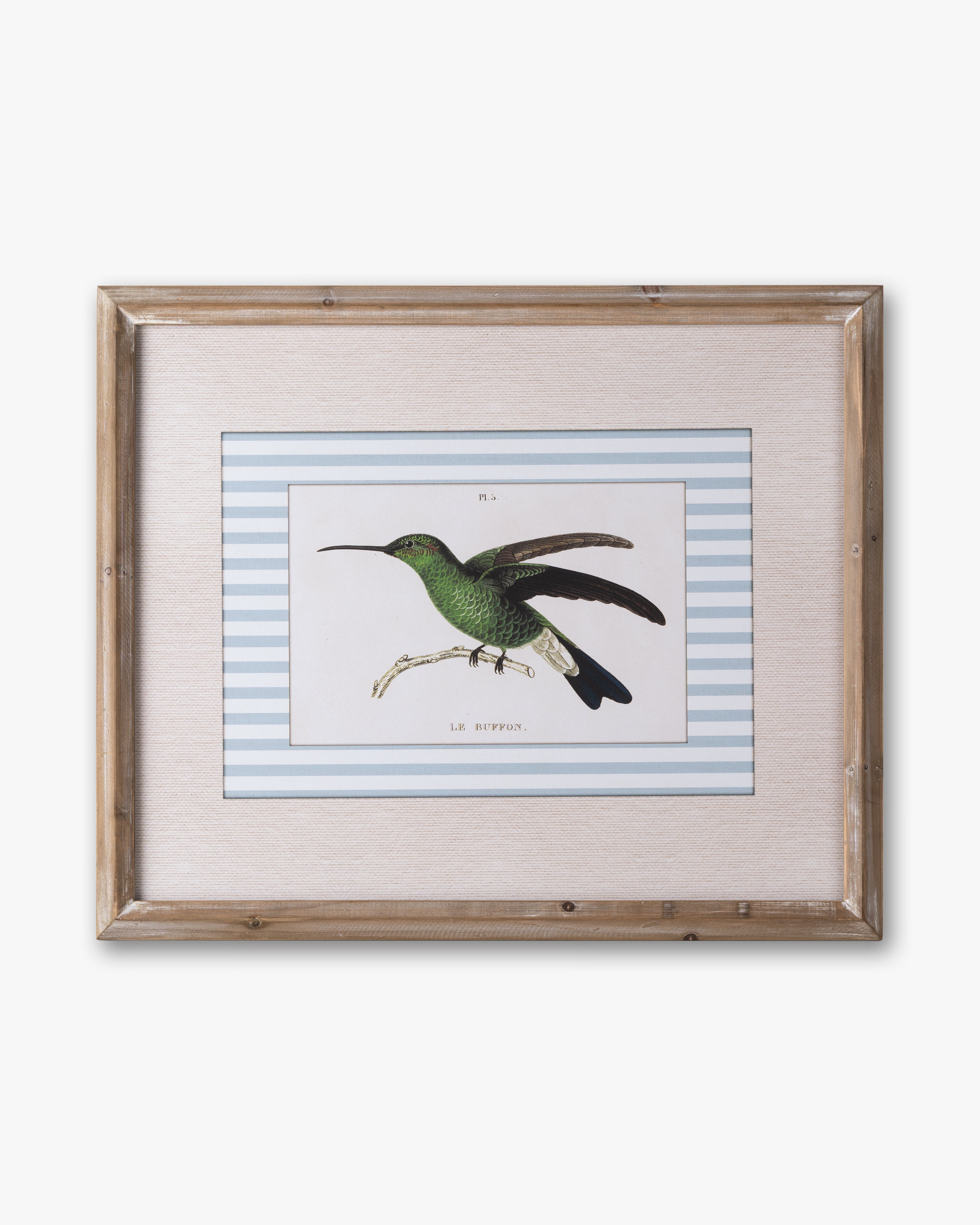 Naturalist Bird Framed Wall Art A