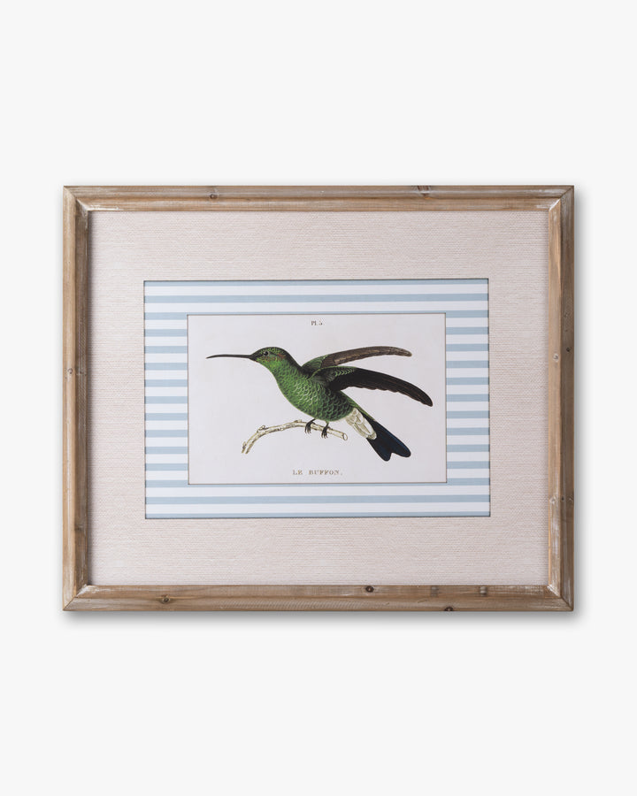 Naturalist Bird Framed Wall Art A