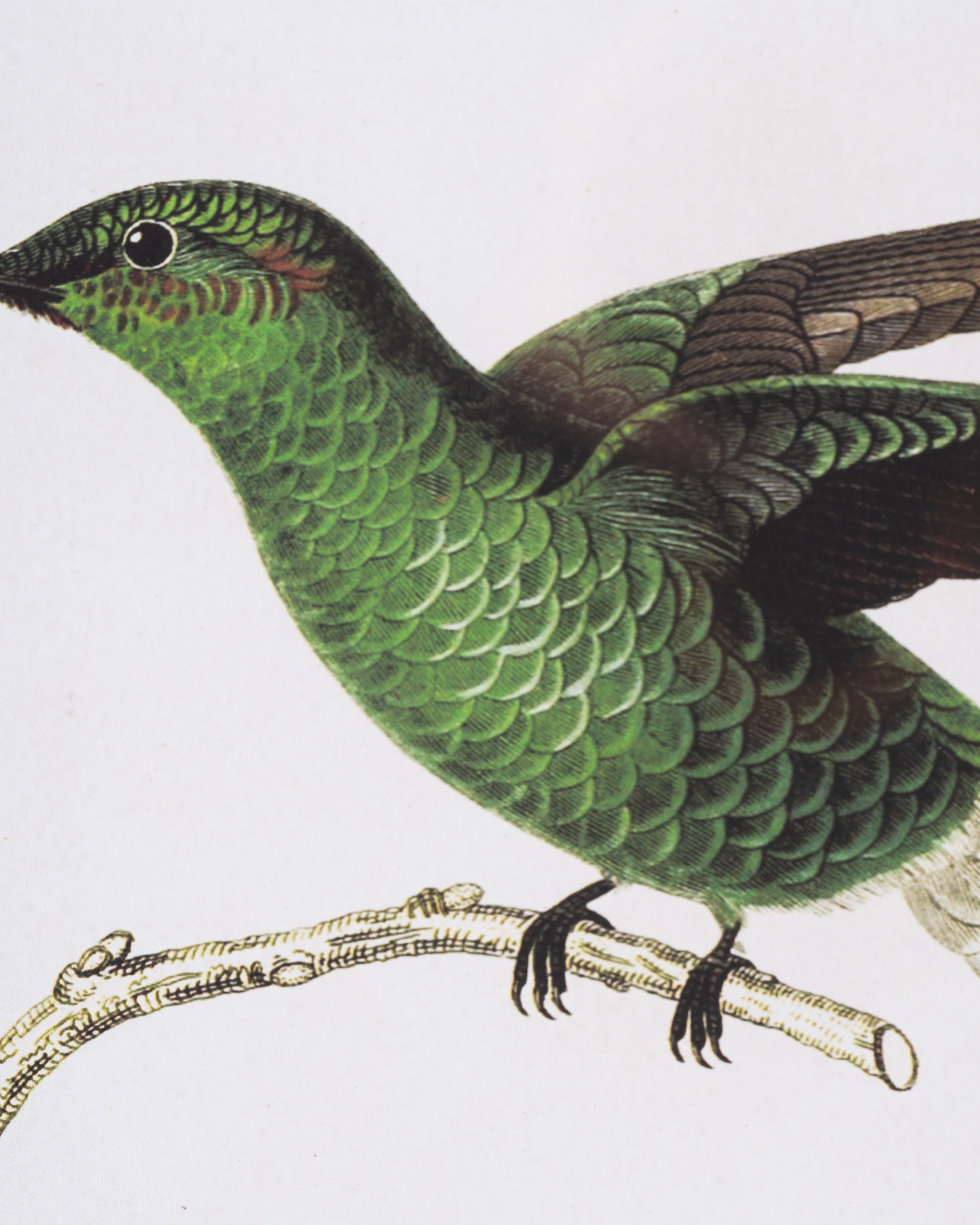 Naturalist Bird Framed Wall Art A